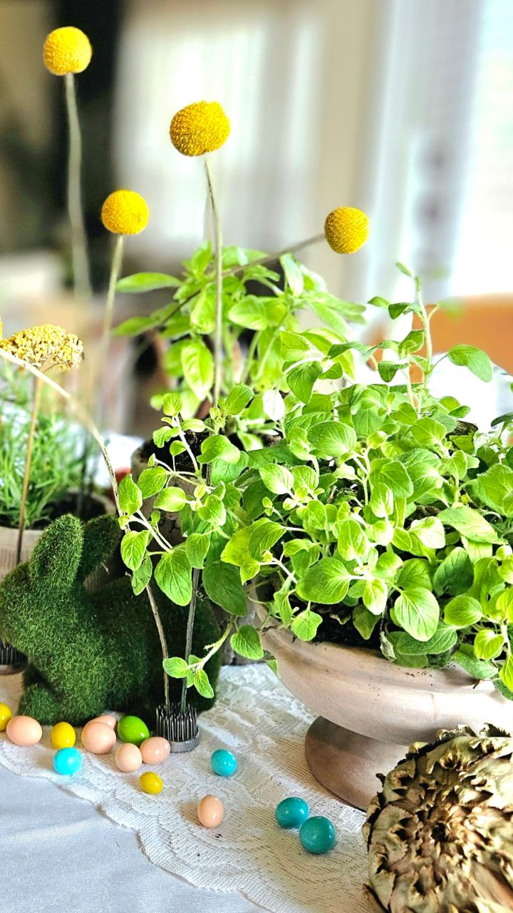 A little Easter magic on the table!! 🐇🌿
Sweet grass bunnies, candy eggs, herbs @floricuratedexperience and thoughtfully curated pieces coming together for the season. Looking forward to the beauty of spring when everything begins to grow, bloom, and change. Just the inspiration we all need, straight from nature 🙌🌿🌼
Event Styling @kitscheventstyling
Floral {herbs} Cart @floricuratedexperience
#eventstyling #austinevents #floraldesigner #eventflorist #floralcart