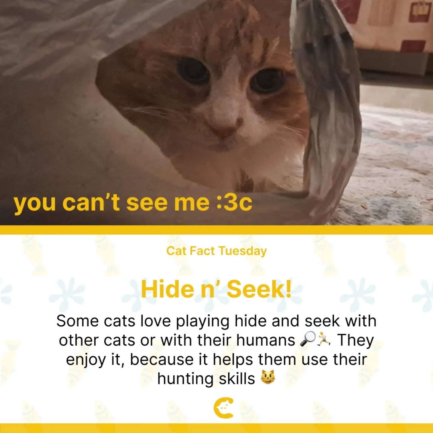 Cat Fact Day!
Try to see if your cat would like to play hide and seek, it might be fun for both of you 😸
.
.
.
#catfacts #catlife🐾 #catlover #catswoppr #catagency