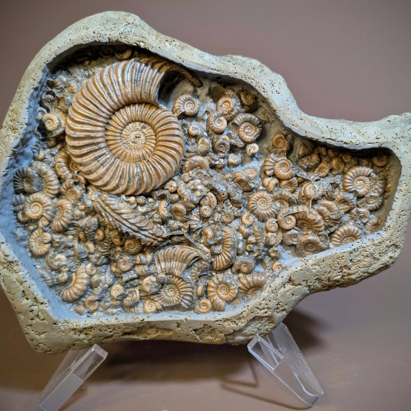 Popcorn stones are unpredictable in nature in my experience and you go through several (prep wise) to get a good one. However, sometimes you get lucky first time with fossils. This one was prepared for a customer and is from the Jurassic of Stone Barrow beach Charmouth. It has very nice preservation and includes ammonites from Caenicites to Microderoceras, Cymbites and Promicroceras.
The nodule measures 28 cm across.
#fossils #ammonite #charmouth #jurassiccoast #ancienthistory