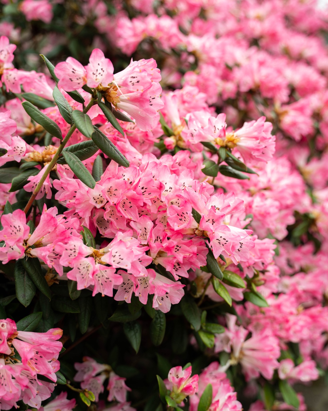 Graced by early spring colors on campus! 🌸🌼