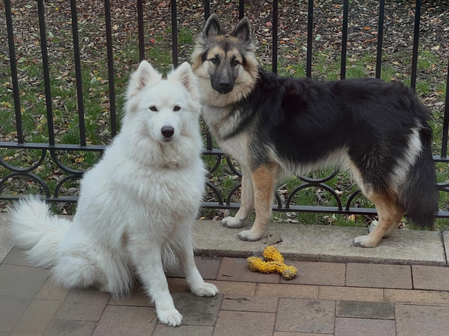 Mother & Daughter. #swishsheps #shepherddog #shepherddogs #germanshepherd #breakfreefromthekc