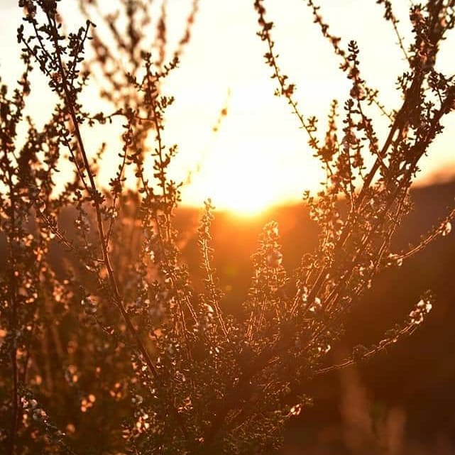 It is up to you to see the beauty of everyday things
#nature #naturephotography #beautiful #southafrica #animallovers #africansunset #life