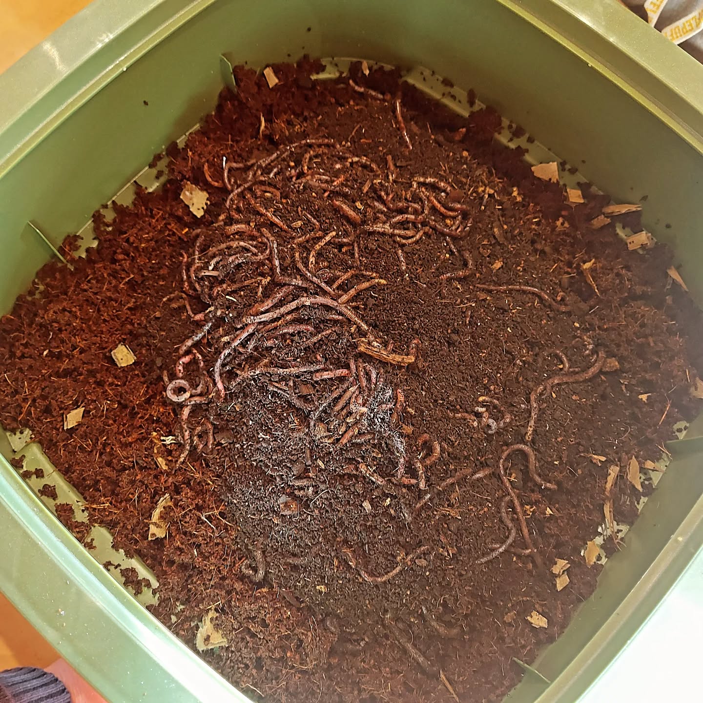 Worms glorious Worms!
Our new wormery arrived today - wahoo!!!!
