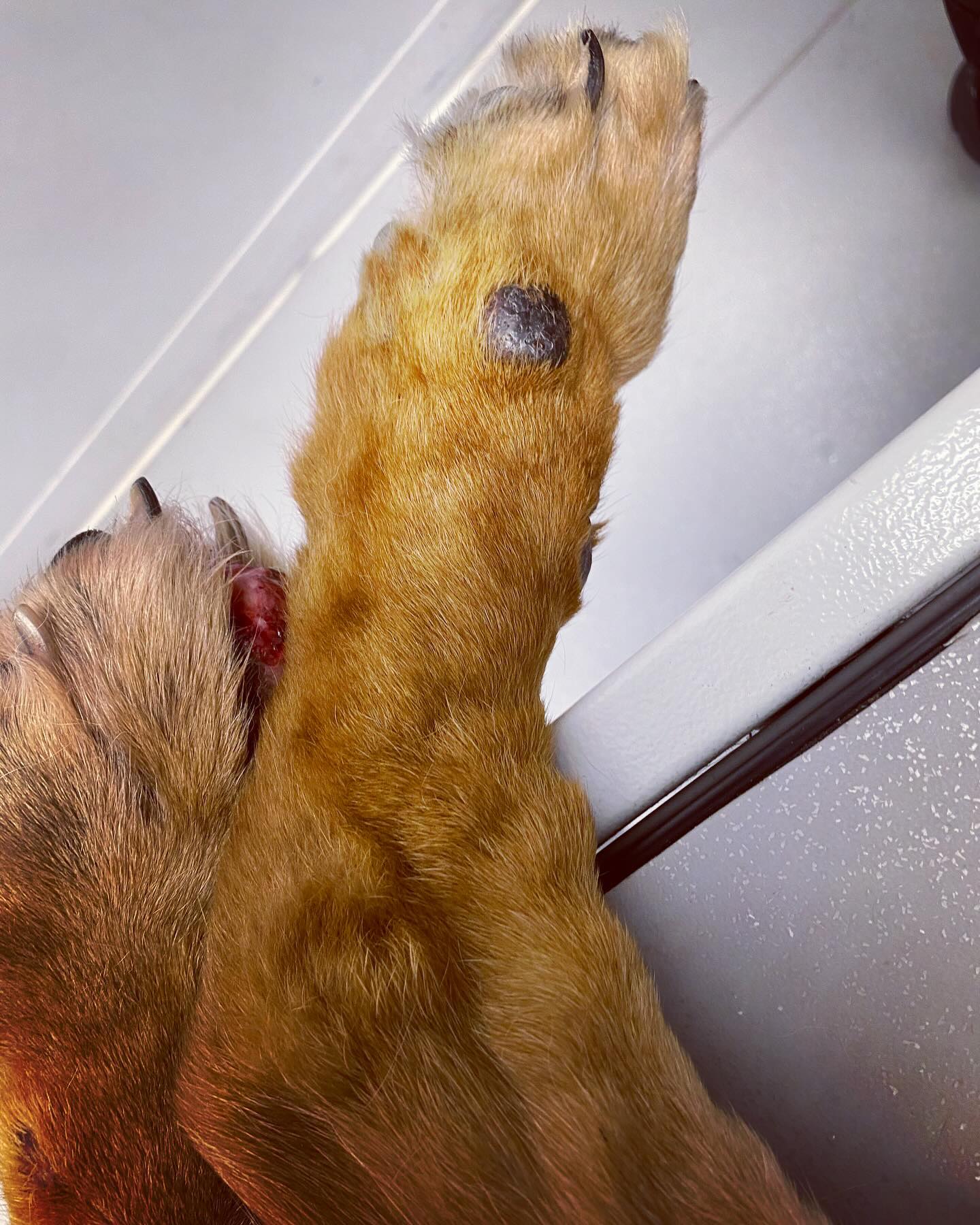 Dermatofibrose nodulaire chez un Berger Allemand. Maladie génétique souvent associée à la présence de tumeurs rénales ou utérines. Dans ce cas, de nombreux cystadénomes/cystadénocarcinomes ont été mis en évidence à l’échographie abdominale.
#dermatomarseille #vetdermatologiemarseille #veterinaire #dermatologie #chien #dog #nodulardermatofibrosis #renalcystadenocarcinoma #nodules #bergerallemand