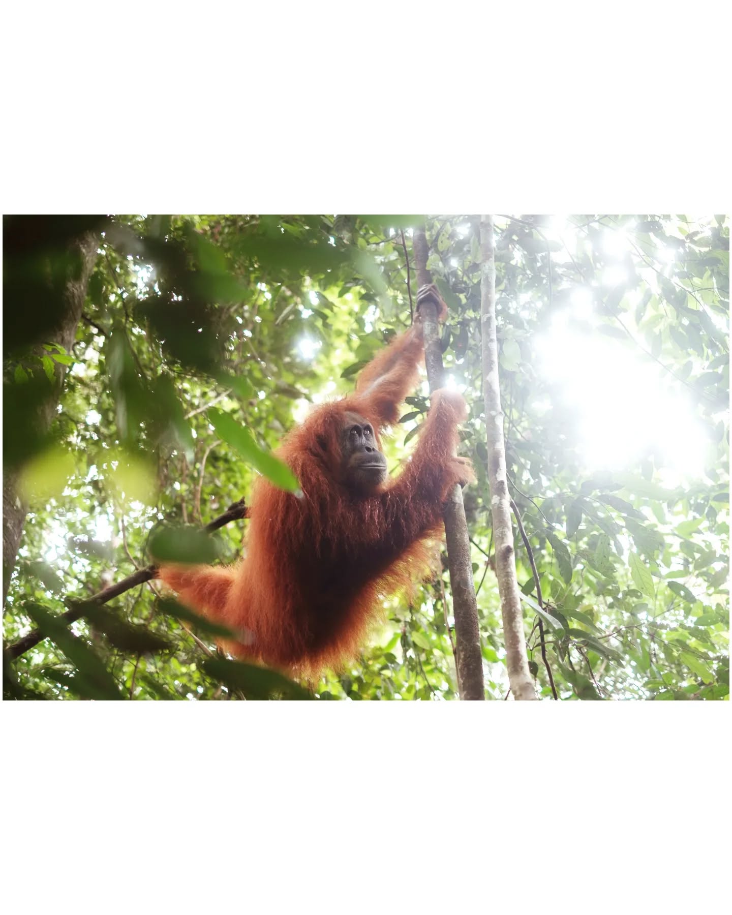 Les Orangs-Outans du parc Leuser, Sumatra.
.
.
Le parc Leuser est un sanctuaire de plusieurs dizaines de milliers de kilomètres carrés situés dans le nord de Sumatra. La jungle luxuriante cache de nombreuses espèces animales et des milliers de plantes endémiques. Éléphants, tigres, ou encore le chat de Temminck ou l’ours malais, il est surtout connu pour être le seul et unique endroit au monde où plus de 3000 orang-outans vivent à l’état sauvage.
Il n’y à qu’à Borneo, sur l’île voisine à Sumatra où vous trouverez des orangs-outans, mais là-bas ils vivent si proches des villes qu’ils ne savent plus comment faire pour trouver de la nourriture dans la forêt, ils préférent faire les poubelles des citadins.
Orang signifie Homme, Outan signifie forêt. 96% de notre ADN est semblable à celui de ces singes gentils et curieux. Vous n’aurez pas à les chercher pour les rencontrer, lorsqu’ils entendent un groupe d’hommes marcher dans la jungle, la plupart des orangs-outans s’approchent et vous observent pendant de longues heures à quelques mètres du sol. Trop peureux pour en descendre, mais trop curieux pour aller faire autre chose !
.
Leuser Park is a sanctuary of several tens of thousands of square kilometers located in North Sumatra. The lush jungle hides many animal species and thousands of endemic plants. Elephants, tigers, or Temminck's cat or the Sun bear, it is best known for being the one and only place in the world where more than 3000 orangutans live in the wild.
Only in Borneo, on the neighboring island in Sumatra, do you find orangutans, but there they live so close to cities that they no longer know how to find food in the forest, they prefer to make the garbage cans of city dwellers.
Orang means Man, Outan means forest. 96% of our DNA is similar to that of these kind and curious monkeys. You won't have to search for them to meet them, when they hear a group of men walking through the jungle, most orangutans will approach and watch you for long hours.
#java #sumatra #orangoutang #bukitlawang
#monkeys #indonesia #indonesie #travelphotography #travelphotographyoftheday #adventureland #travelgram #fujifilm #therawsociety
#lensculturestreets #natgeo #nature
