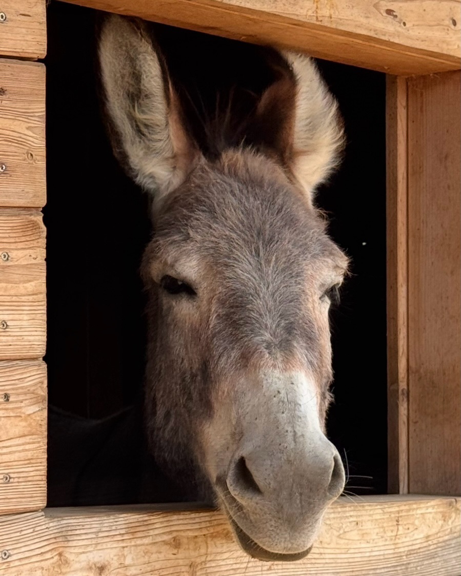 🫏
Hey….hooooo!
Vorstellungsrunde 12/12🫶
Ich, der Freddi habe die Ehre, unserer letzten Vorstellungsrunde!
Am 02.06. 2019 wurde ich geboren! 🎂
Ich bin ein wirklich gut aussehender (Anm. der Red.:🤦♀️das seid ihr ALLE), angemessen schelmischer, gelehriger Eselkumpel und auch der Chef hier von uns vieren 🫏🫏🫏🫏😁
Überflüssig zu erwähnen, dass ich auch der größte bin. 🤔 Irgendwie habe ich vergessen, dass ich eigentlich ein Zwergesel sein sollte 🤭
Am Langzügel kann ich schon gut laufen und lerne auch gerne neue Dinge im Round und im Parcours. Manchmal dauert es ein bisschen, aber wir Esel sind ja bekanntlich große Denker!
☝️Erlerntes kann ich gut abrufen.
Bei den Touren 🚶♂️ 🫏 bin ich recht flott unterwegs aber chille auch genauso gerne bei den Fresspausen!
Alles in allem, ein toller Kerl🩶
Liebe Grüße und I-aaaaah,
🫏🩶Freddi
#esel #wandernmachtglücklich #rheinhessen #selztallamas #stadeckenelsheim