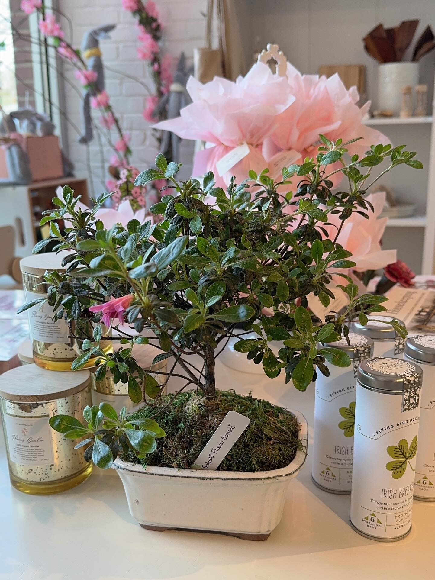 Shop local & shop small with us.
The Botanique & Co
112 2nd St, NE, Charlottesville, VA
www.thebotaniqueco.com
#sustainableliving