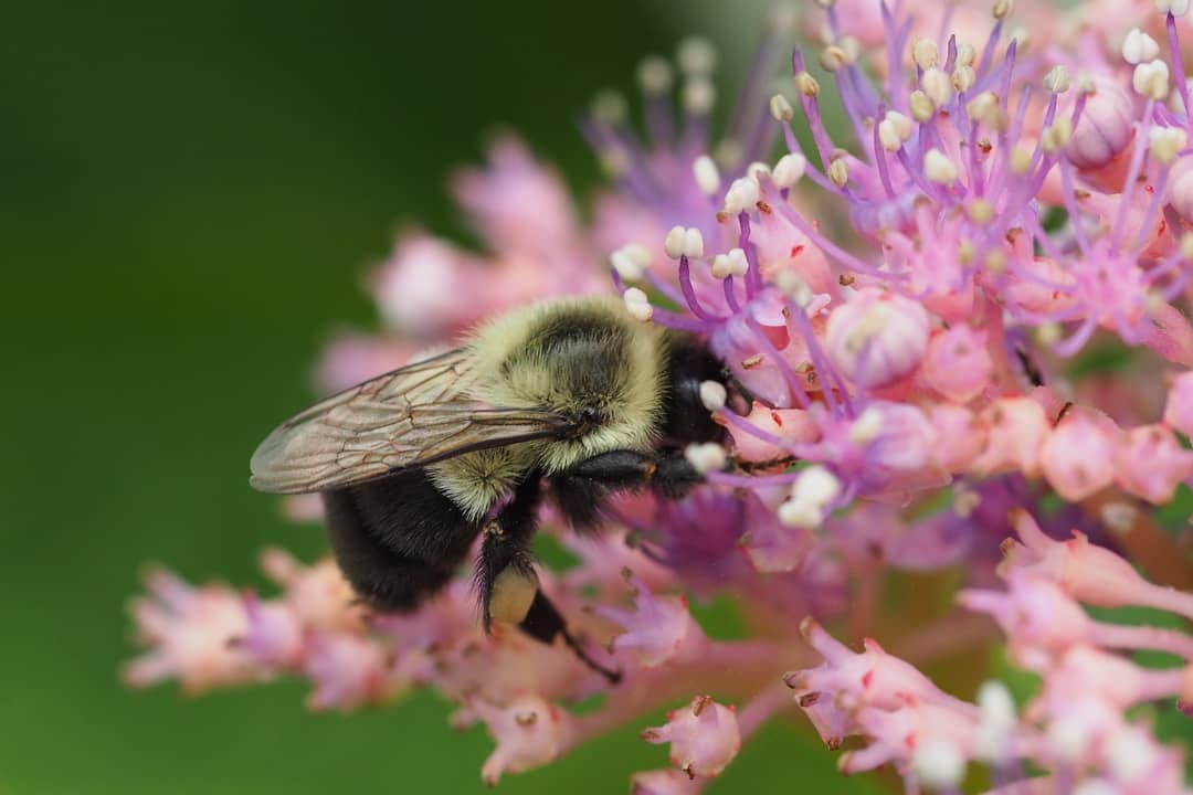 That bee is talking too quietly;
it must be a mumble-bee!
.
.
.
#Bees #Flowers #Garden #Pollen #untermyergardens