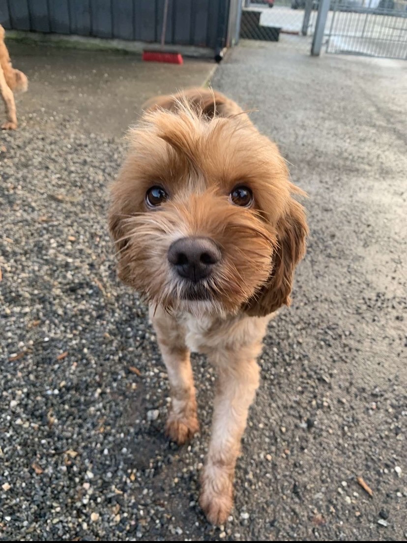 Grått ute, men stemningen er fortsatt på topp 🐾🌫️
Når været er litt kjipt får man bare sniffe litt nærmere på livet… og kameraet (se bilde nr. 3) 📸👃
Disse gutta lar seg ikke stoppe av litt grå himmel – en tur er en tur, og verden må jo undersøkes!
Håper dere også finner noe å snuse på i dag, selv om sola tok fri ☁️🐶
#cobberdog #australiancobberdogsofinstagram #australiancobberdogs