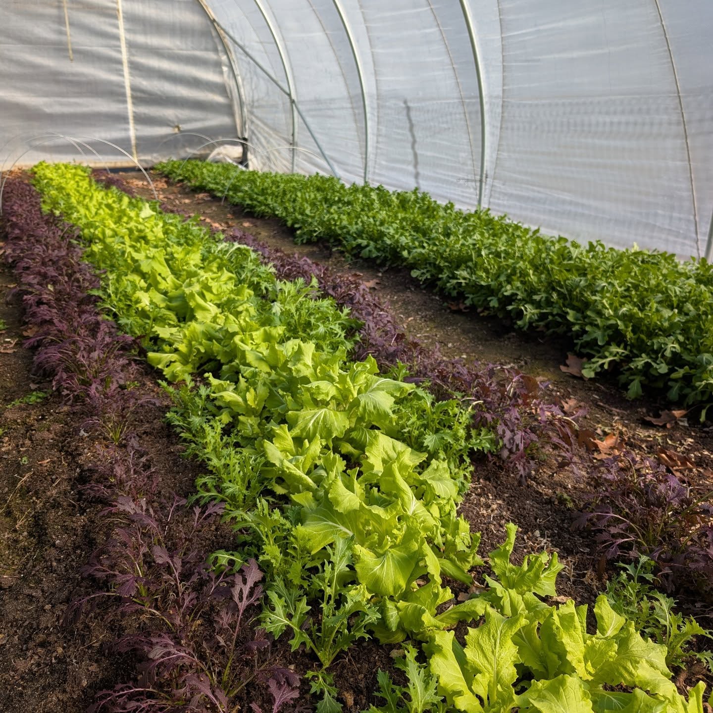 Spring mix and arugula for @kalamazoofarmersmarket tomorrow!! (Spinach and micros too.) See you there!