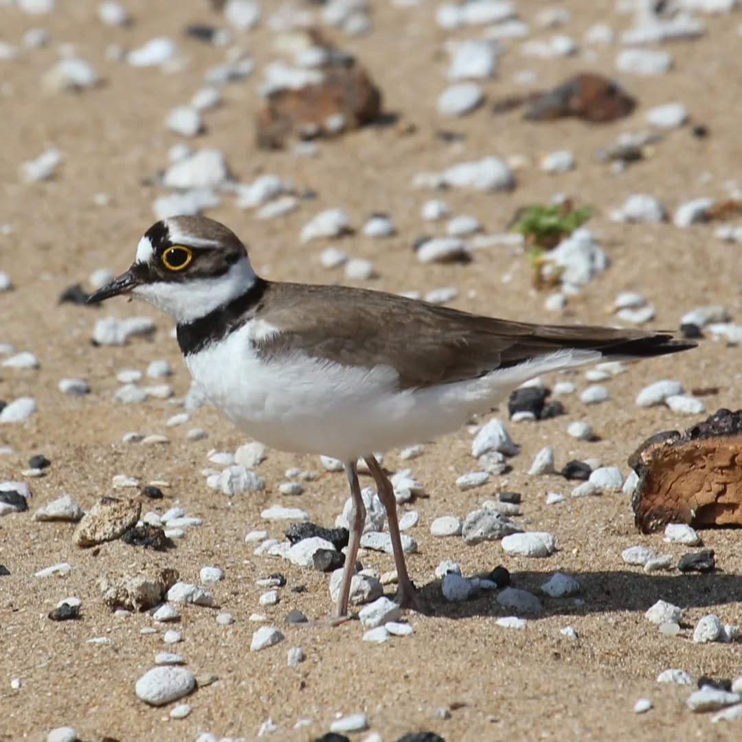 A little ringed plover at Mouda beach.
#islandwildlife #kefaloniawildlife #greekwildlife #guidedwildlifewalks #birdlovers