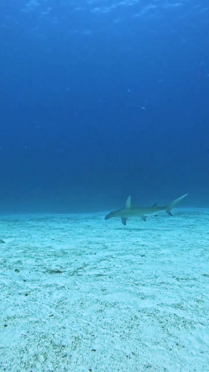 A special guest this morning… 🦈
A hammerhead shark passing through the waters of Cozumel. Rare moments like this remind us how wild the ocean truly is.
Just another incredible day diving with Aldora. 😉
🎥: @lucasmacmillanhernandez
#hammerhead #cozumel #cozumeldiving #scubadiving #scuba