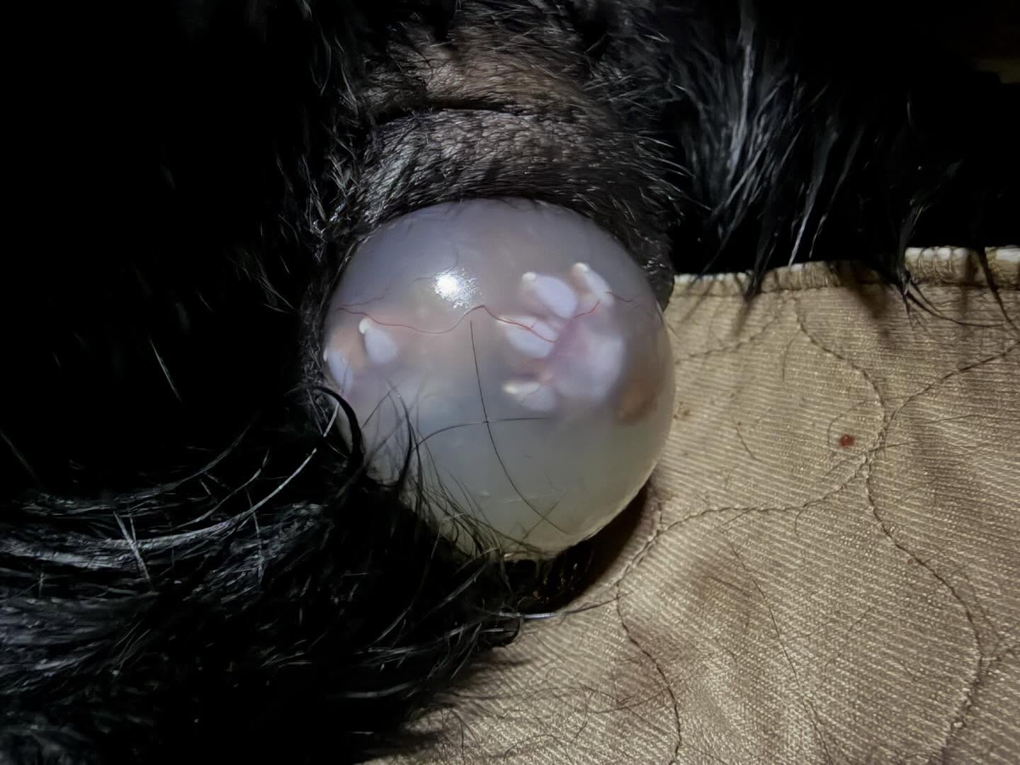 It was a looooong night. Taboo took her time with these pups, but I donāt blame her, they are HUGE! And 4 out of 5 came out backwards, so they needed a little assistance. Itās always a little stressful to meet these little feet first, but happy to say everyone is happy and healthy.
Taboo is a fantastic mom and weāre all resting for the next couple of days. Weāve had a few smaller than normal litters, so there will be limited availability. If youāve already reached out interested in a pup, please reach out again. Iām trying to wade through all of the people that have contacted me in the next few days. I will have a couple of fox red litters @sunsetfoxredlabradors this Summer, but wonāt have any more black litters until end of the year or early next year.