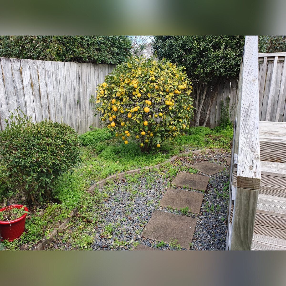 Garden tidy up - weeding and tree and hedge shaping/trimming