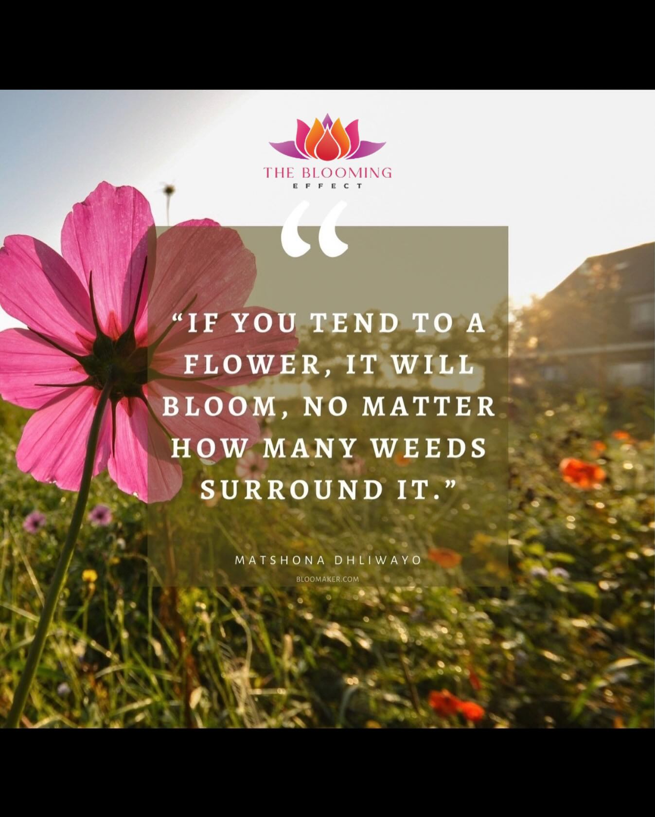 You can Bloom in the face of whatever you are faced with! 🌺🌻💐 #yougotthis #imcheeringforyou #thebloomingeffect