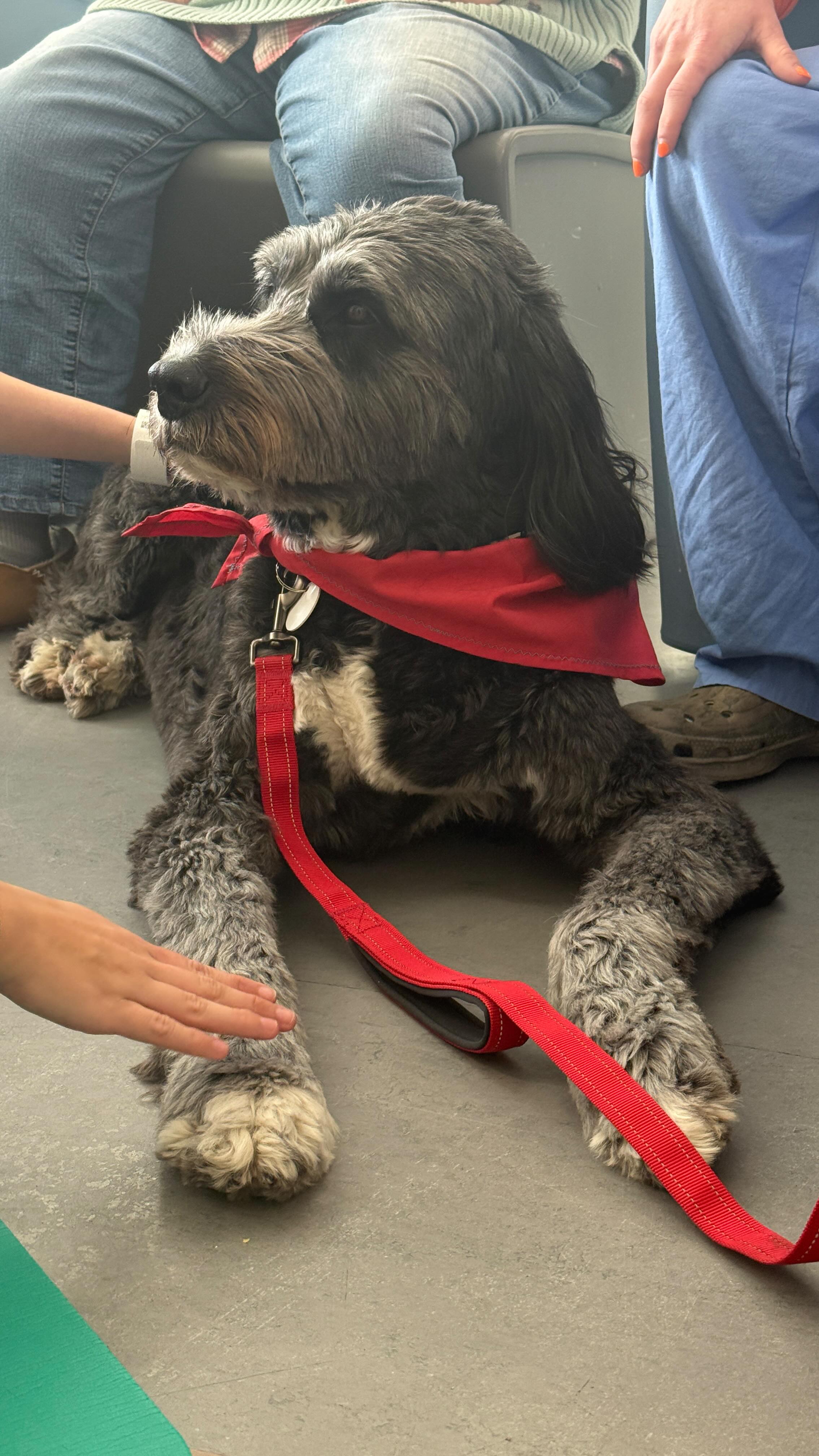 Glimmers everywhere and moments of joy when one of our newest volunteers, Lucie, enters a room @qch.ottawa !
Lucie seems to be quite content to provide comfort and support while receiving plenty of chin scratches and gentle petting. 🐾❤️
#ottawatherapydogs #therapydogsofinstagram #humananimalbond #ottawadogs #volunteer