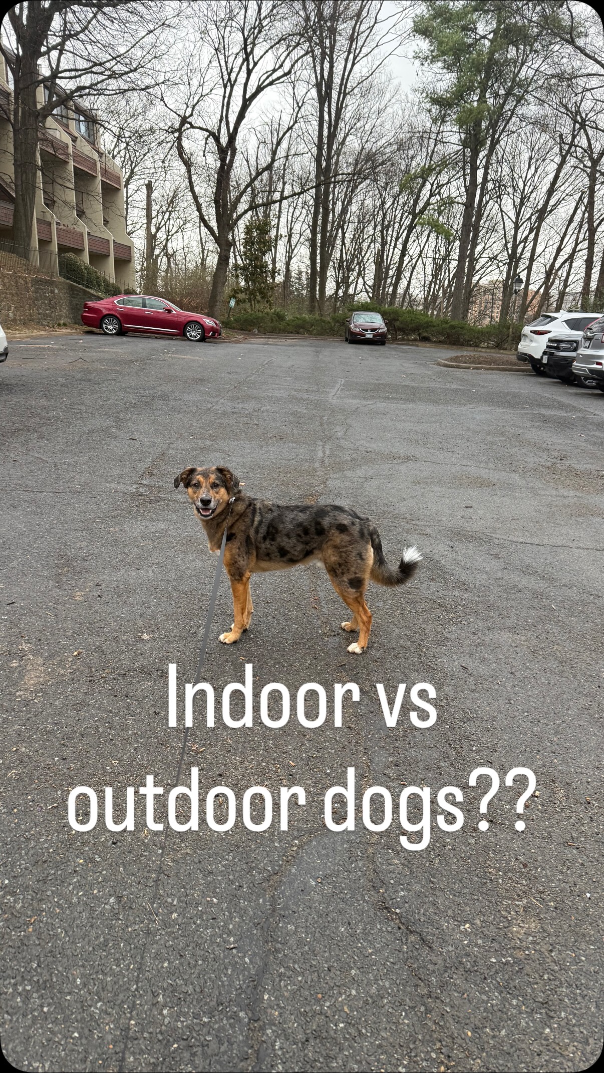 Anyone else notice this?? So strange…
I know SOME dogs genuinely hate the rain but cmon yall 😂 I saw more dogs out on walks yesterday than I had seen out in MONTHS and this morning I did not see a SINGLE dog… 🥲🥲🥲
Walk your dog in the cold. Do as Natasha says and FEEL the rain on your skin. Get outside every day with no excuses.
#dog #dogwalk