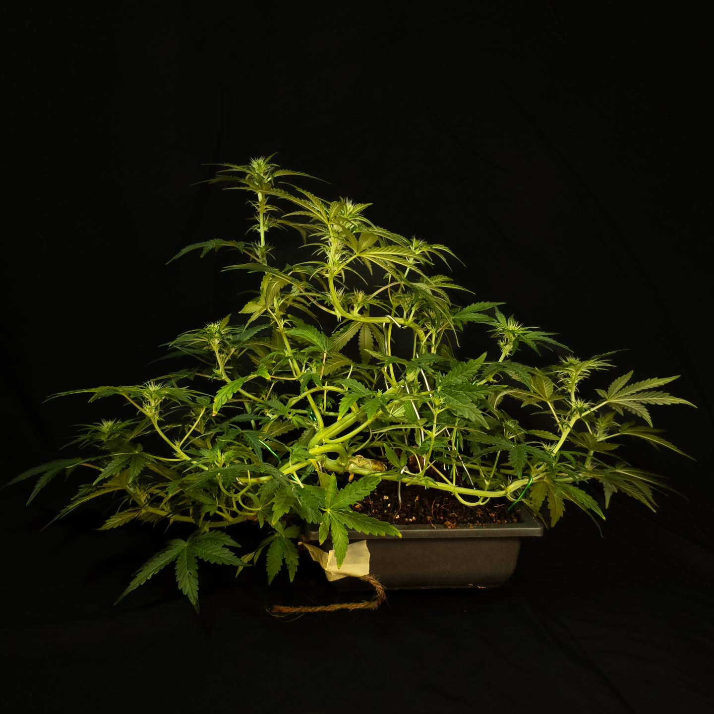 Watching this Ripley's OG take shape is a lesson in patience and precision. Those two things are at the heart of both bonsai and cannabis cultivation. Just like a classic juniper, this plant is trained, shaped, and encouraged to find its own beautiful structure. Bonsai teaches us to slow down and appreciate the process, and growing autos is no different.
This beauty is Ripley's OG from the legendary @_mephistogenetics . With its Alien OG lineage, this strain brings that perfect balance of giddy, euphoric energy and deep physical relaxation. It's a vigorous grower that really rewards a gentle hand.
Huge thanks to @_mephistogenetics for the amazing genetics. If you want to start your own cannabonsai journey, grab some of their seeds using my code "CANNABONSAI" for a discount.