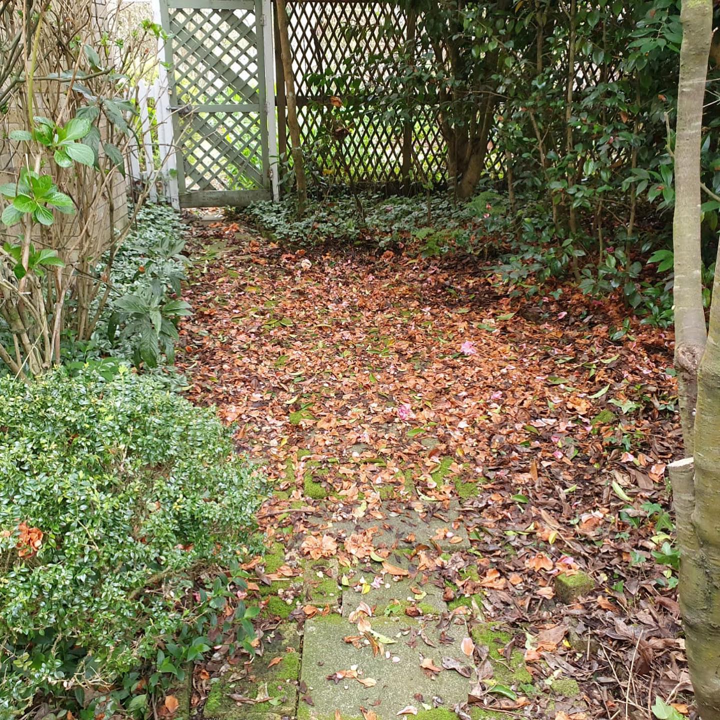 Clearing a garden path