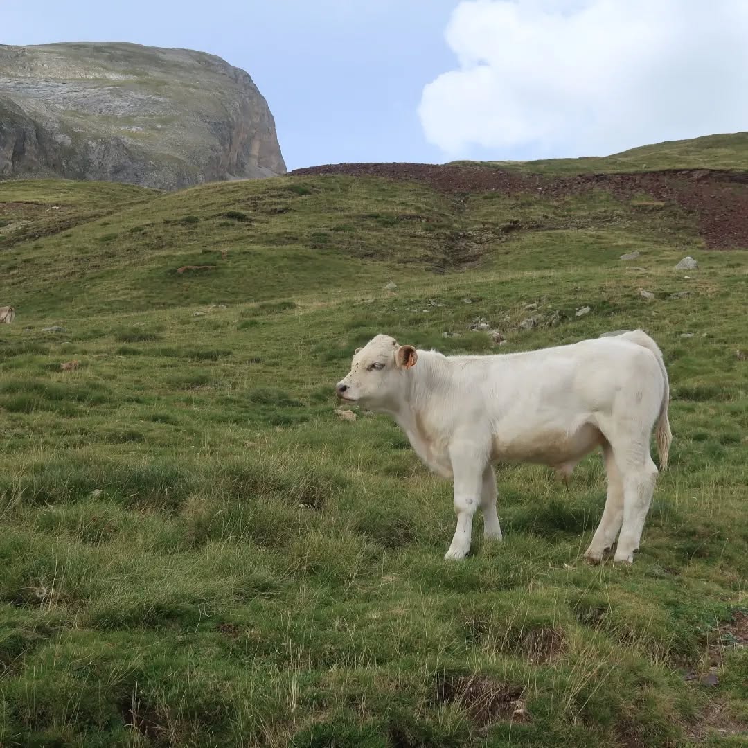 P.N Ordesa y Monte Perdido. 🐿️🐄🐤
#rutasconmagia #somosunanimalmas
#narulmentenaturaleza