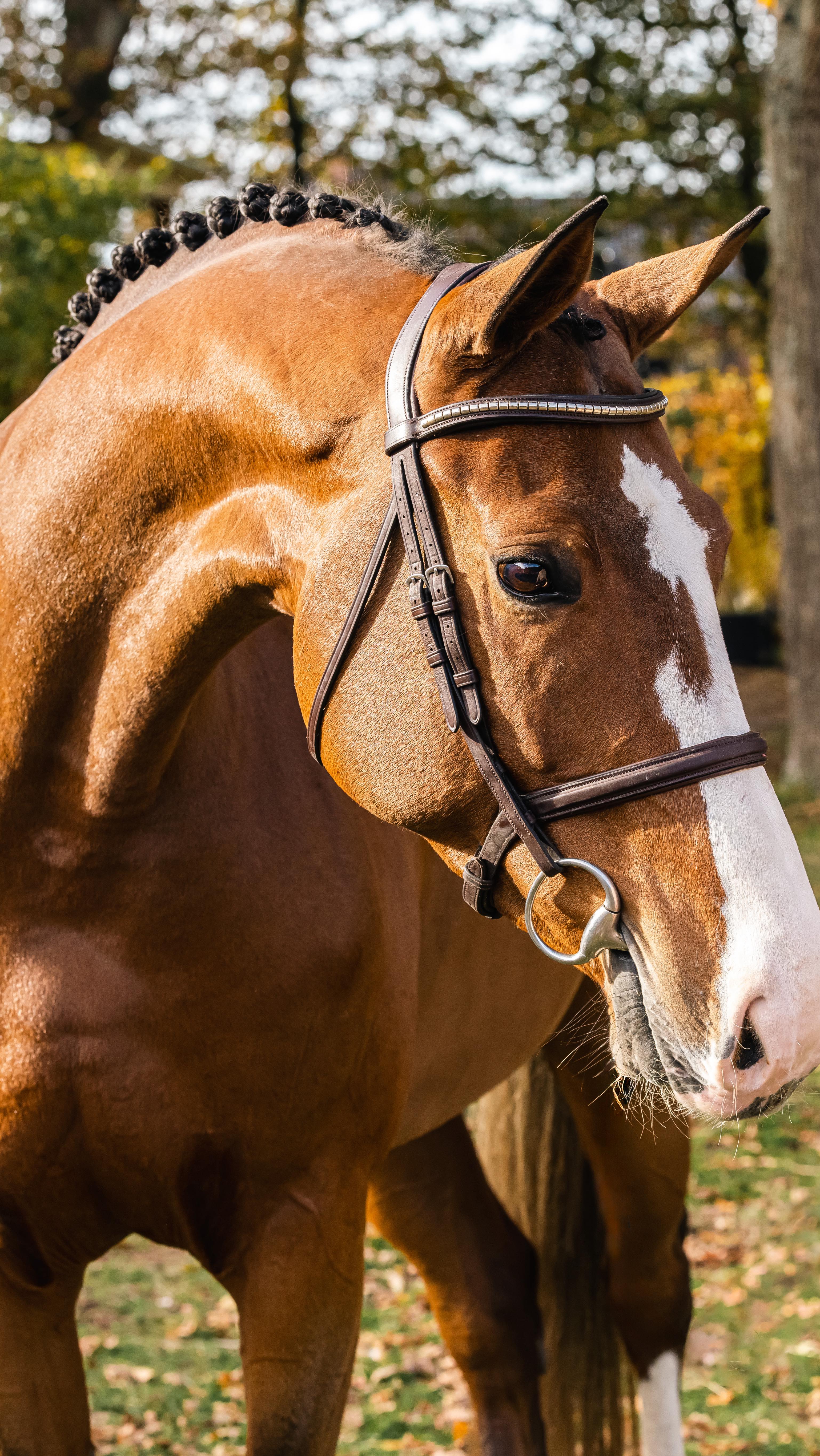 We are so excited to officially present ⭐️ TISSY ⭐️! This sweetheart coming 7yo mare x Le Bleu Diamond is 16.2 1/2 and genuinely auto everything. Auto changes, soft mouth, brave and careful! Videos with an 11yo available to prove how kind she is. Born a hunter queen, she throws a lot of star quality when she goes around the ring, super flashy with chrome and a silver tail. Super balanced canter, a cute jump, and a quiet and willing nature. Will make a junior Hunter rider or Amateur Hunter rider more than happy. 1.30 results. Send a message ⭐️