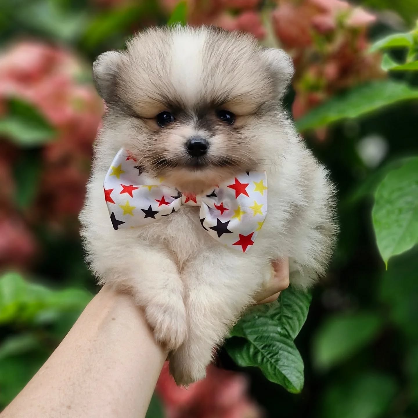 Spitz Alemão Anão (Lulu da Pomerânia)
Macho
Miniatura
Liberado 20/03