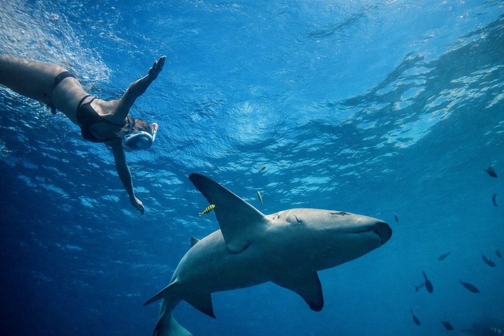 Dive into another world…
#astraholiday #dive #ocean #marinelife #blue