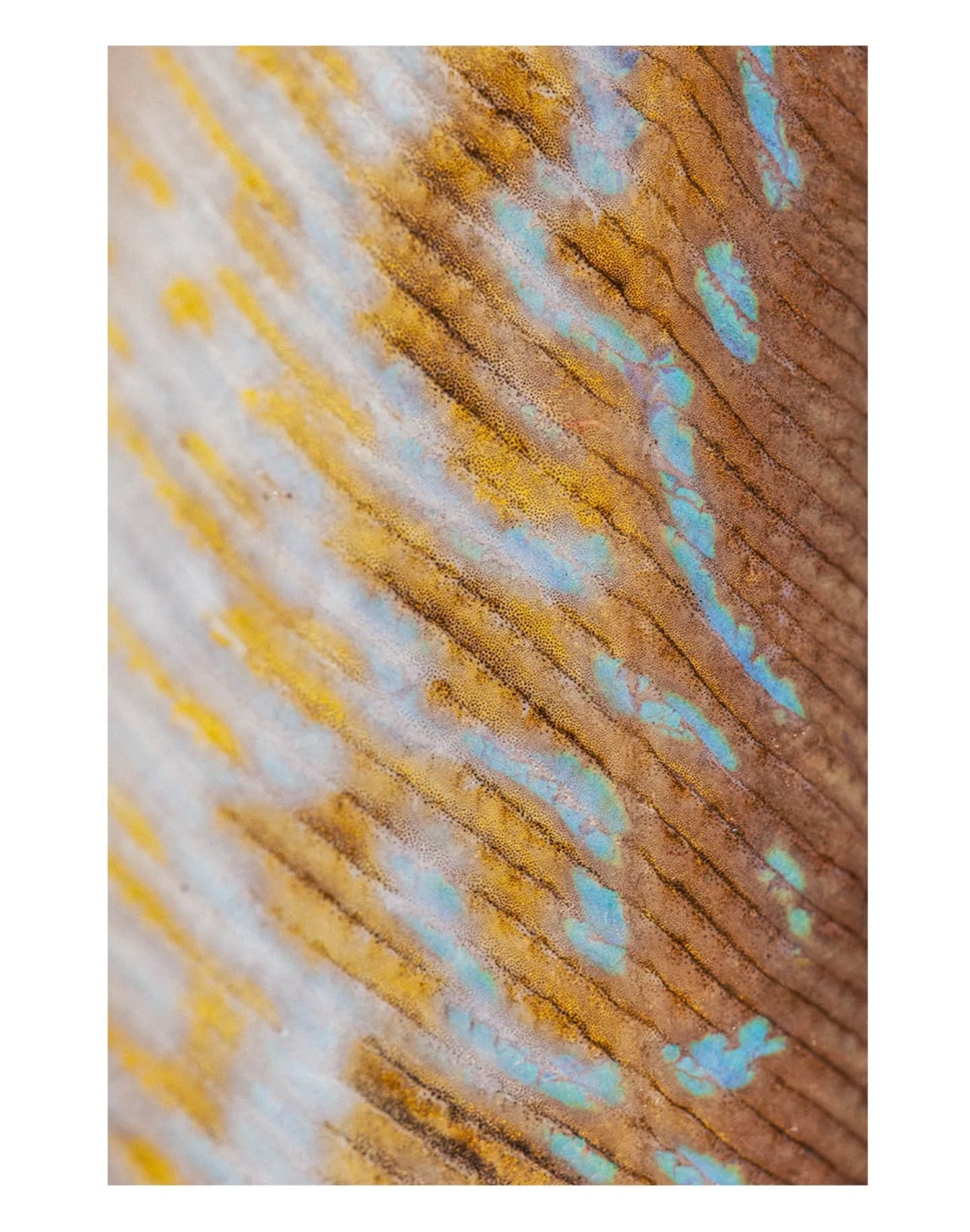 50 NUANCES DE FISH 🐟🐠🐡🦀🦑
Abstraction cutanée.
Question pour un poisson :
Sauras-tu retrouver à quel animal marin correspondent ces différentes photos ? 🤓
@legrauduroiportcamargue
@mathieuchapel
@cotefish
#pecheur #poisson #fisherman #fish