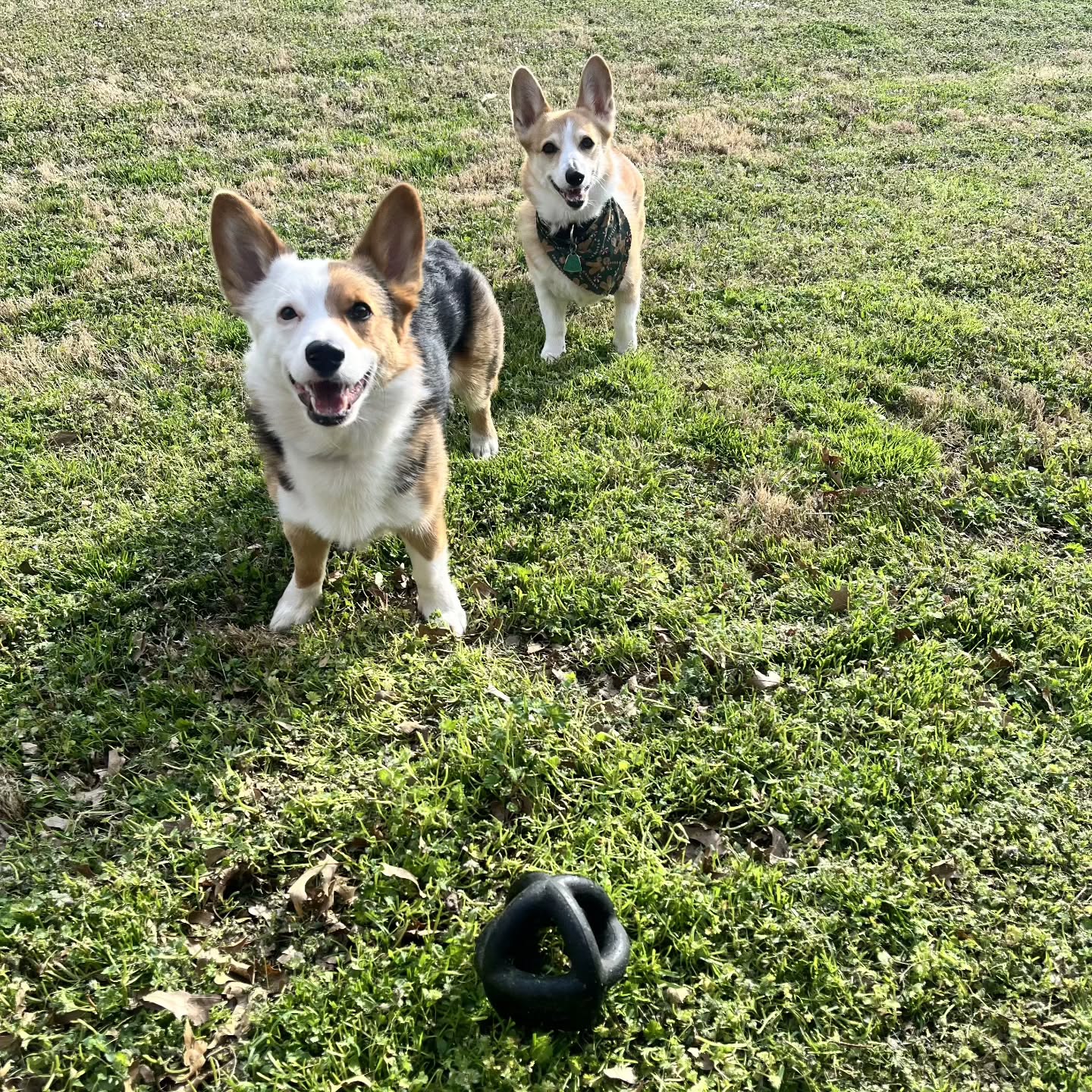 🦊 Chiro Corgis back in the office WEDNESDAY!
Get your adjustment with side of corgi cuddles.
Booking link in bio.
🌱