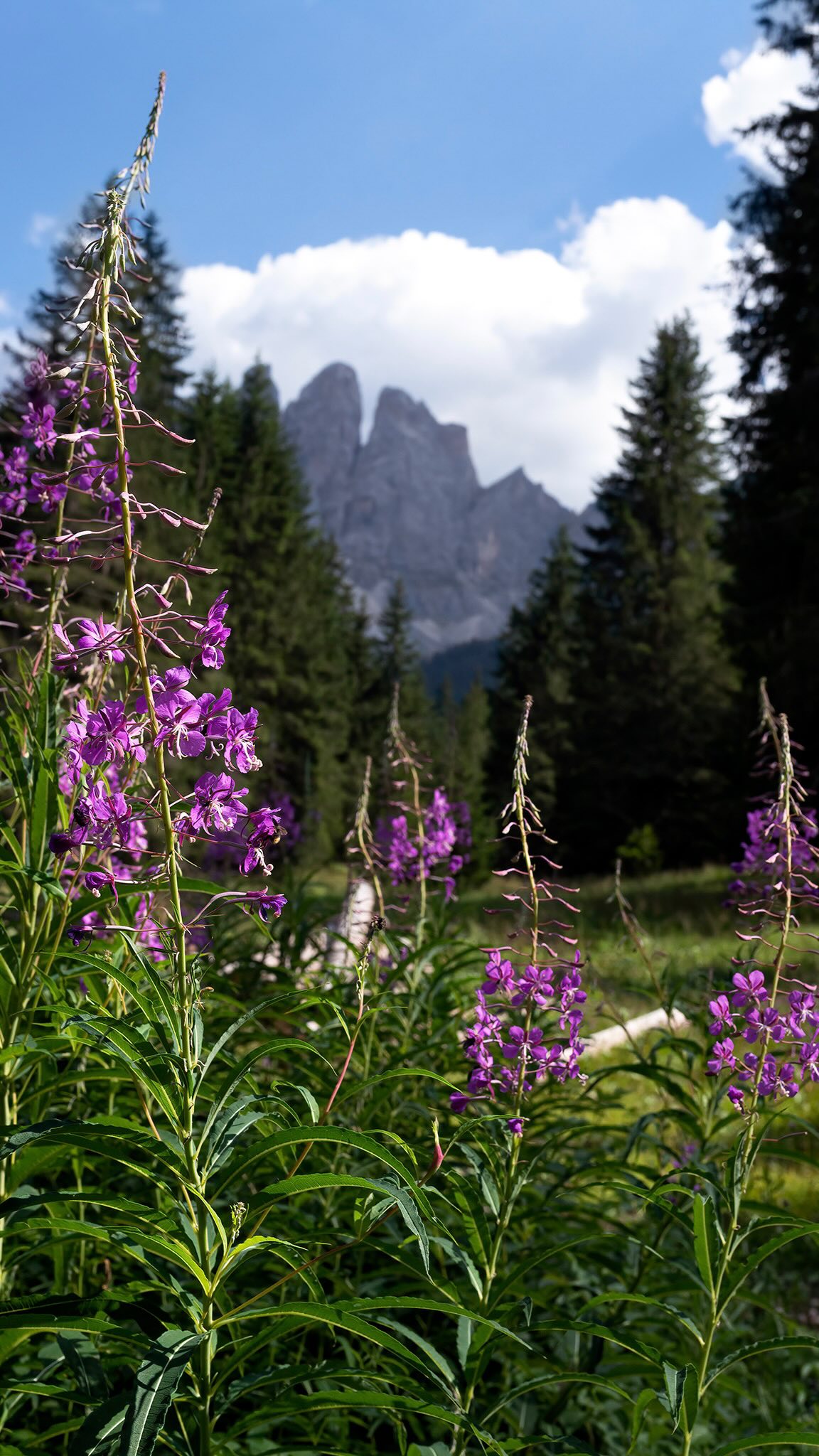 SAFARIS FOTOGRÁFICOS PARA MUJERES! 🌷
En los safaris fotográficos para mujeres nos sumergimos en plena naturaleza, afinando la mirada y practicando en el terreno.
Junto a guías expertos, biólogos y rastreadores nos adentraremos en lugares donde la fauna se muestra en todo su esplendor.
Guiándote en cada toma, verás cómo tus fotografías cobran una nueva fuerza. Tus imágenes mejorarán mucho más rápido en los Safaris que estudiando únicamente la teoría.
También descubrirás cómo transformar tu pasión en algo más grande. Compartiré contigo lo que he aprendido sobre la fotografía como profesión, cómo construir un portafolio con intención, aprenderás a darle valor a tu trabajo y explorar caminos para vivir de lo que amas.
Te beneficiarás adquiriendo mayores conocimientos fotográficos, mayores conocimiento acerca del comportamiento de la fauna, aprenderás a utilizar la fotografía como herramienta para generar ingresos, formarás fuertes vínculos con otras mujeres y tendrás una vivencia de vida que recordarás con mucho amor siempre.
Cada Safari es una experiencia transformadora para conectar con la vida silvestre y crecer fotográficamente.
-05-09/09/2026 Torres del Paine, Chile 𓃮✮
🔥ÚLTIMOS CUPOS!🔥
-05-15/11/2026 Península Antártica , Antártida 🔥ÚLTIMO CUPO!🔥
-27-30/01/2027 Sierra Nevada, Colombia 𓂃 ོ𓂃
Comenta safari y te envío más información ㅤ♡
#lacamaraexplora #safarifotográfico
#safarisfotograficos #safarifotografico