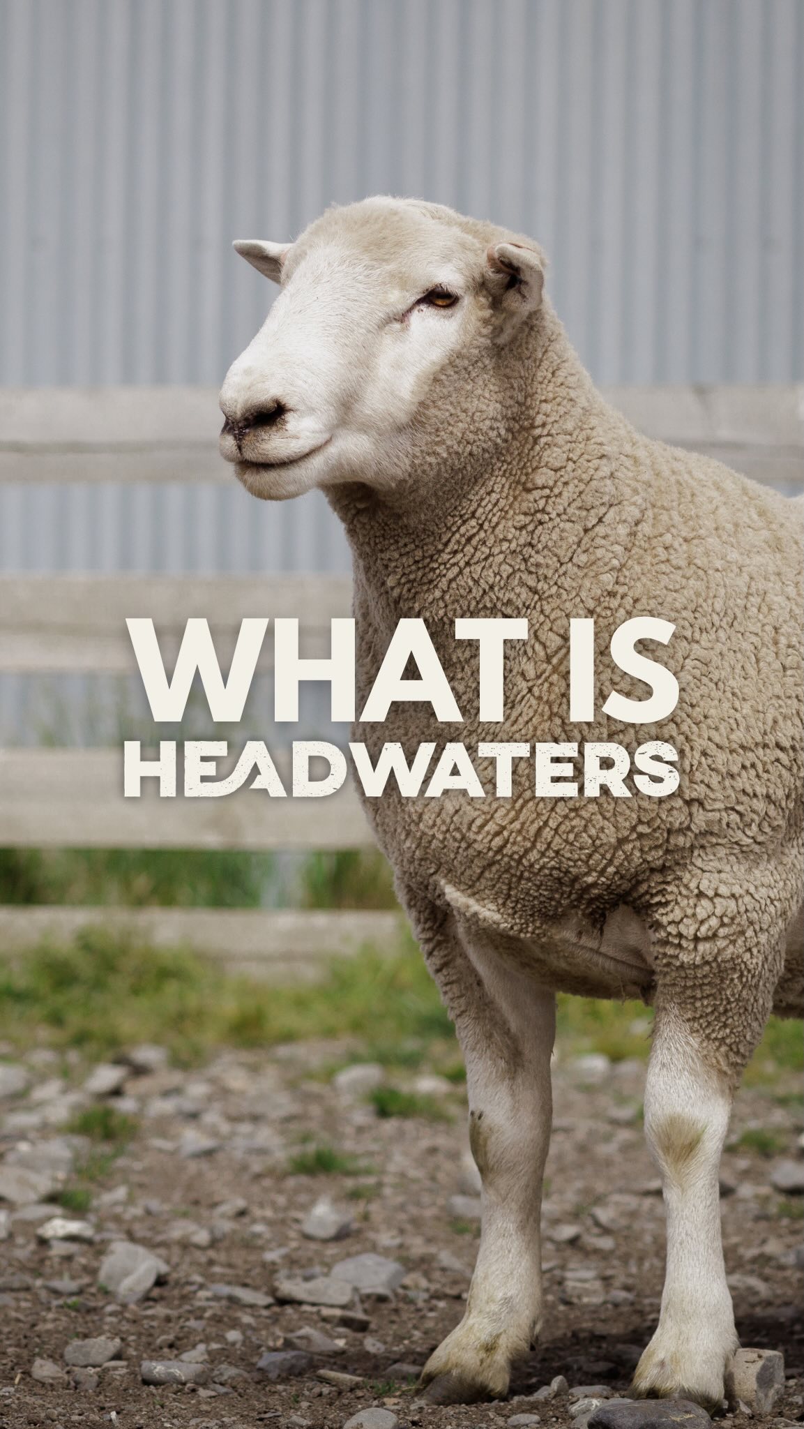 Headwaters = the engine room behind Lumina Lamb
Ever wondered what Headwaters is all about 🤔 Tune in to Tara and find out!
At Headwaters, we deliver the genetics that power both on-farm performance and exceptional eating quality. Our sheep are the exclusive breed used to produce Lumina Lamb, a product recognised for its consistency and premium quality 🙌🏼
When you invest in Headwaters genetics, you’re not just choosing a proven breed. You’re gaining assurance, credibility, and access to markets that recognise and reward the care, skill, and hard work you put in on farm 🐑🌱