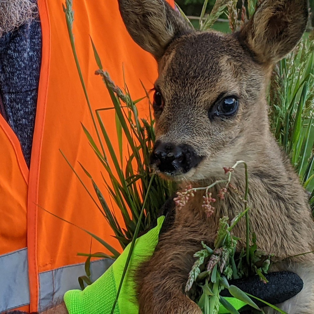 SAISONRÜCKBLICK 2021
------------------------------------------------
Wir blicken zurück auf eine außergewöhnliche Saison 2021! Selten war das Wetter und somit die Mahd-Termine so unbeständig und nicht kalkulierbar wie in den Frühlingsmonaten dieses Jahres.
Gut kalkulierbar war jedoch die Einsatzbereitschaft des gesamten Teams der Rehkitzrettung Hannover. Mit zeitweise bis zu 7 Drohnen waren wir in der gesamten Region Hannover unterwegs und haben so
👉 an 29 Einsatztagen
👉 über 1400 Hektar Fläche abgesucht
👉 202 Kitze gefunden
!!!
Vielen Dank, an alle Landwirte und Jagdpächter, die uns das Vertrauen schenken und im Sinne der Tiere auch die teilweise nötige Flexibilität mitbringen. Viele dürfen wir bereits seit vielen Jahren begleiten und besonders dieses Jahr sind auch zahlreiche neue hinzugekommen.
Die Rehkitzsuche mit Hilfe von Wärmebild-Drohnen ist nicht unfehlbar und bietet auch keine 100prozentige Sicherheit, das mussten wir in einigen seltenen Fällen leider auch in dieser Saison wieder feststellen. 😞 Aber durch die stetige Verbesserung der Technik und natürlich auch wachsender Erfahrung der Suchteams wird die ohnehin schon hohe Effektivität dieser Methode von Jahr zu Jahr nachhaltig verbessert.
Als frisch gegründeter Verein "Netzwerk Rehkitzrettung Region Hannover e.V." werden wir schon bald mit den Vorbereitungen für die nächsten Jahre beginnen, unsere Methoden verbessern, weitere Piloten ausbilden und die Technik weiter optimieren.
#rehkitzretter #rehkitzrettung #rehkitzrettunghannover #kitzretter #rehkitz2021 #drohne #reh #wildtierschutz #regionhannover #langenhagen #isernhagen #kitzretter #rehkitzrettunglangenhagen #ehrenamt #landwirtschaft