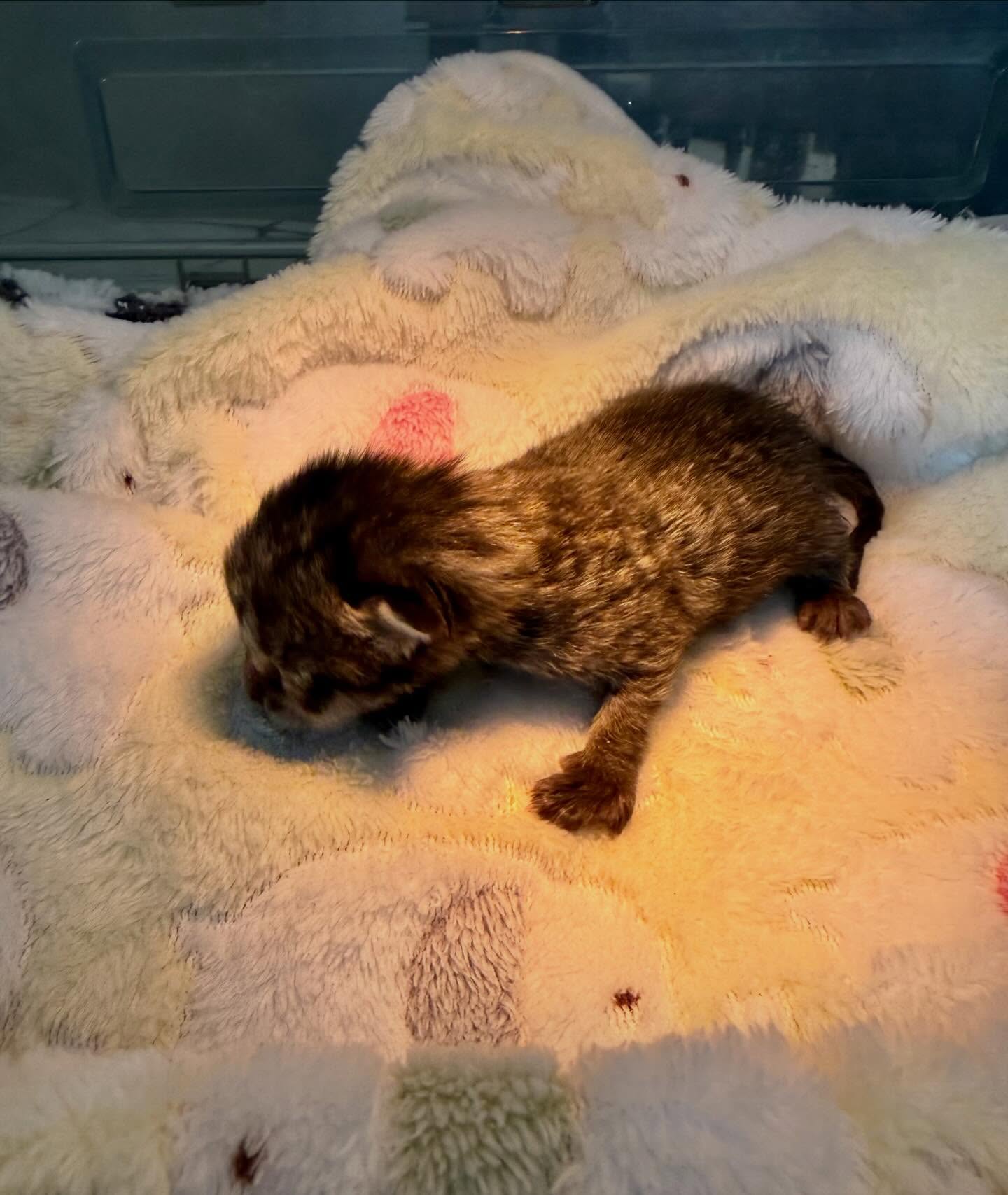 🐾💙 It’s definitely raining kittens here at Oreo’s Haven. 💙🐾
Our newest tiny arrival just joined the Oreo’s Haven family, bringing our total to 16 kittens currently in our care. Every one of these little lives arrived needing safety, warmth, and someone to care for them.
Kitten season can be overwhelming, but it’s also incredibly special. Each tiny paw, sleepy stretch, and little purr reminds us why we do this. We are so grateful for the community that stands behind these babies and helps us give them the chance they deserve.
Sixteen tiny lives. Sixteen futures worth fighting for.
Thank you for supporting Oreo’s Haven and helping us continue saving lives one purr at a time. 🐾💙