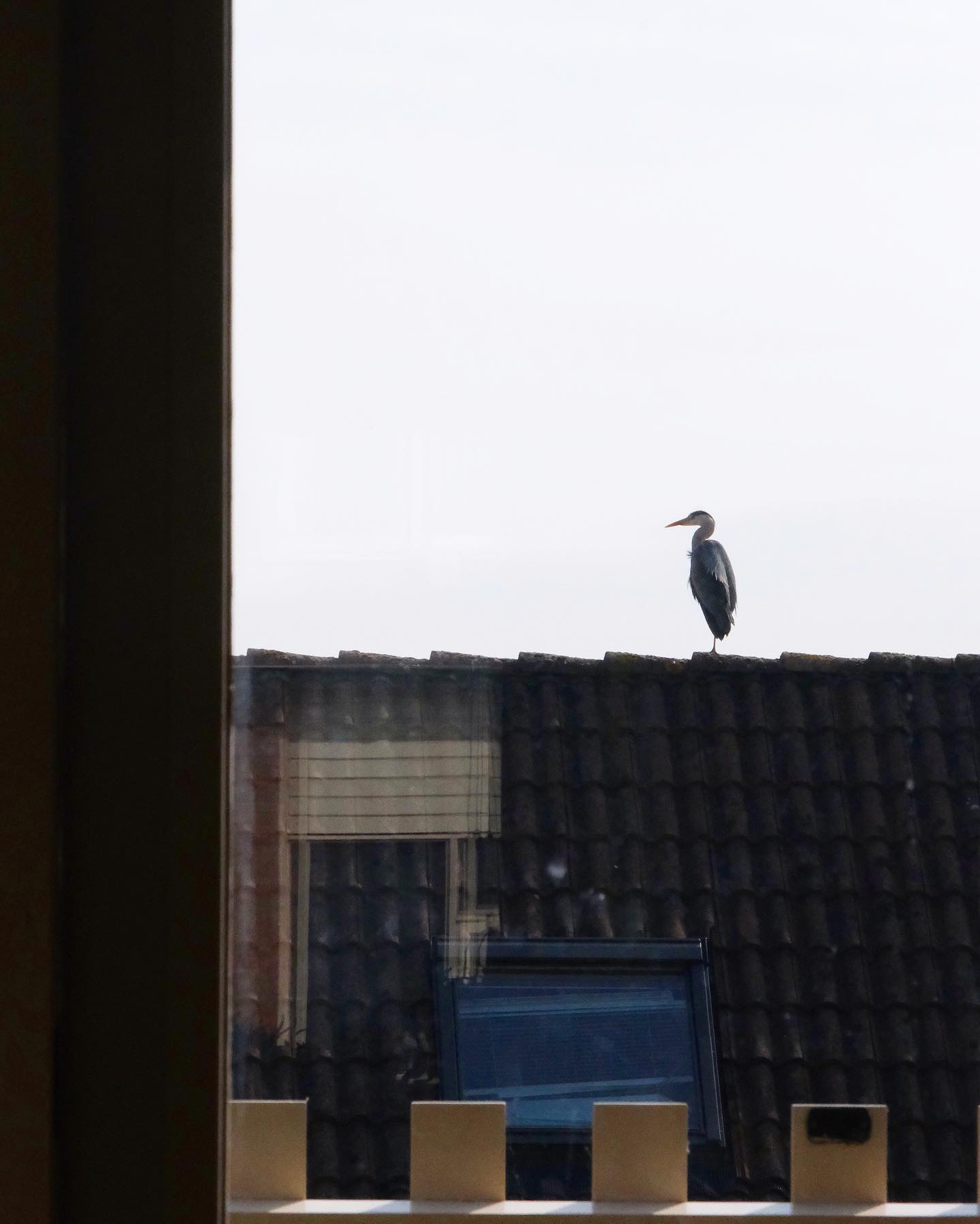 Wilde en gedomesticeerde dieren luisterden mee tijdens ons gesprek met schrijfster, biologe en Libris-winnaar Mariken Heitman.
Reigers ontpoppen zich steeds vaker tot ‘cultuurvolgers’, die opportuniteiten zien om voedsel te vinden waar mensen wonen. Ze trekken zich weinig aan van de zogenaamde grens tussen natuur en cultuur.
Katten houden de mens al eeuwenlang gezelschap als favoriete huisdieren. Maar wie heeft wie gedomesticeerd?
We hadden het met Mariken over deze en andere vragen rond temmen, verwilderen en de dunne grens tussen wilde natuur en civilisatie. Te beluisteren vanaf morgenochtend in de eerste #podcast van #wildernissen!