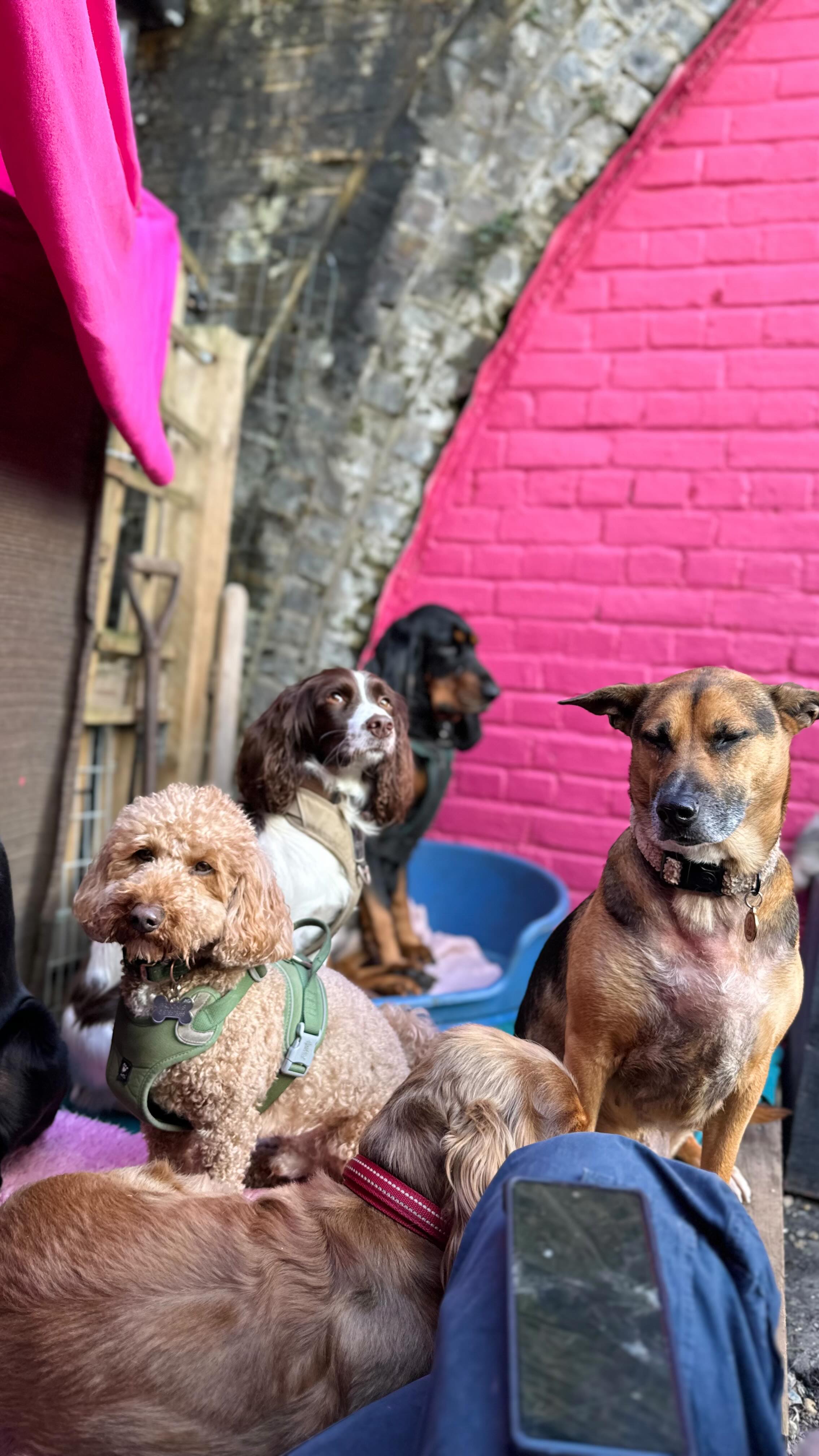 Golden hour ✨
#dogsun
#happydogs
#sunbathingdog
#londondogcare