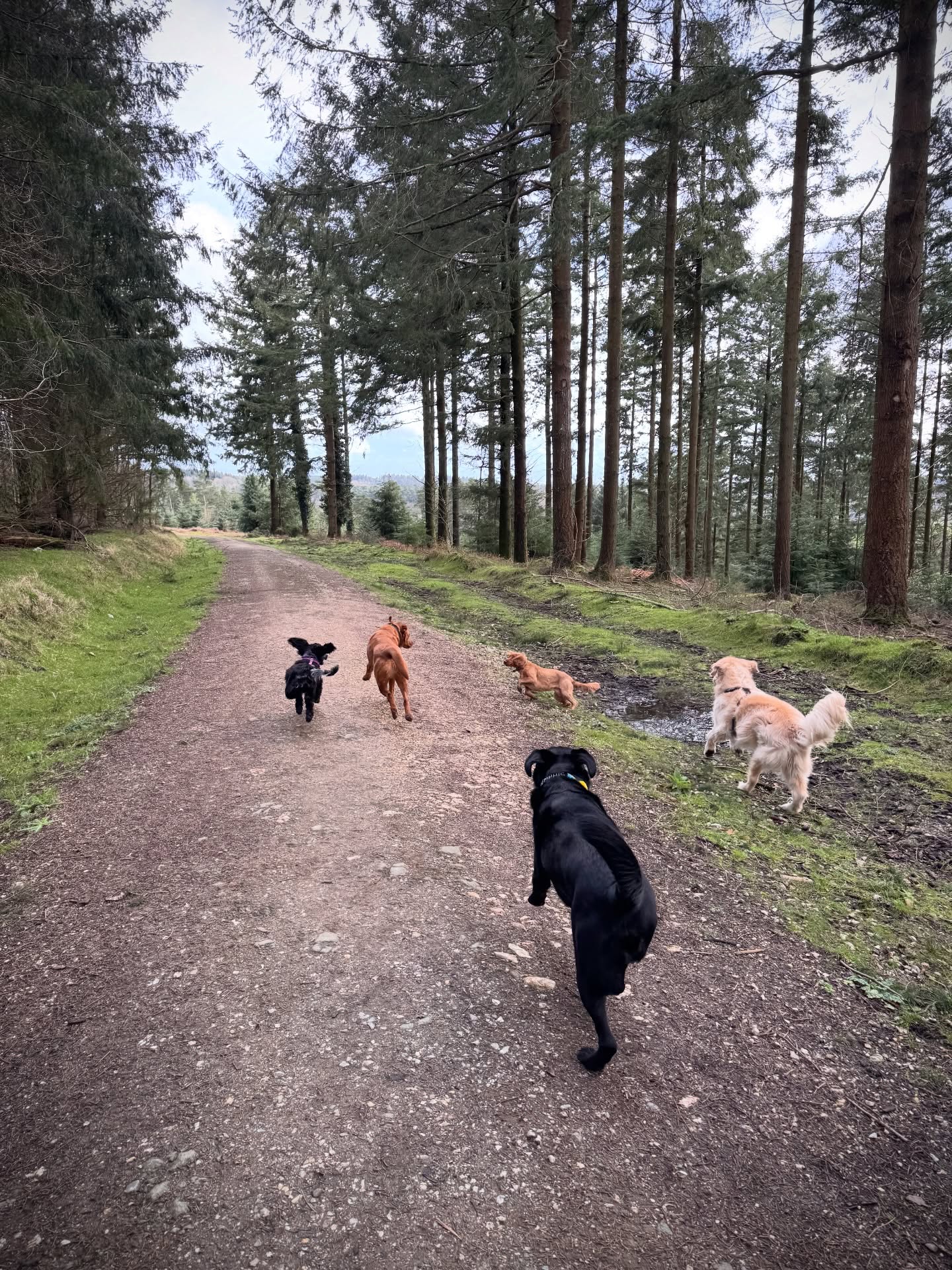 Tuesday Squad. More woods. More deer!