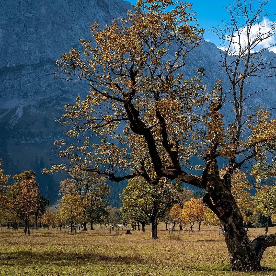 Indian Summer II
.
.
.
.
#fujixseries #fujigfx50s #fujifilm #fujigfx #fujigf3264 #fujifilmde #fujifilmfeaturetime #tirol #austria #karwendel #fineart #fineartphotography #fineart_landscape #finearts #fineartphotographer #wald # forrest #fineartist #fineartphoto #licht #light #eng #natur #nature #fujifilm_global #mediumformat #ishootfujifilm #cansoninfinity #bhop_photography