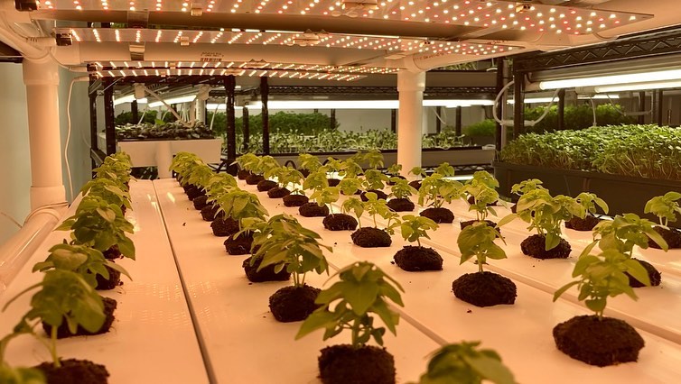 The view of the farm as seen from the NFT Basil rack. When you search for “NFT” these days you’ll find something way more puzzling than a hydroponic grow method! In the AG world, NFT stands for Nutrient Film Technique. Although I’m still trying to figure out what the former actually is, learning about NFT farming has been fun and rewarding! On our NFT system we grow Basil in channels that contain a lite trickle of nutrient laced water that provides the roots with a constant supply of oxygen, water and food. This method is great for growing leafy greens and herbs. Basil requires a unique nutrient recipe and we found it best to have a separate system dedicated to its cultivation. Our NFT rack is made from almost 100% pvc and at capacity can hold 360 heads in a 2’x4’ footprint! 🌱🤙
-
-
-
-
-
#hydroponics #verticalfarming #organicsoil #knowyourfarmer #cagrown #freshfood #healthyfood #urbanfarmer #mixedgreens #leafygreens #microgreens #nongmo #planthealth #indoorfarming #aeroponics #placergrown #growsomeleafys #growsomemicros #shellridgefarms #localfarmers #nutrientdense