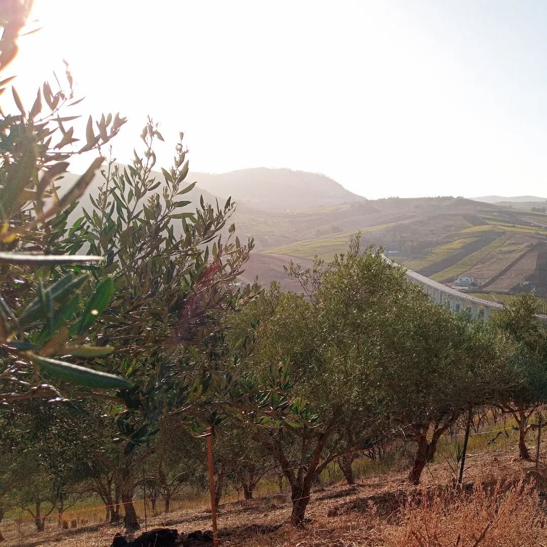 Olio di montagna! #boscoemma #olioextraverginedioliva #olioevosiciliano #extravirginoliveoil #raccoltaolive2023 #sicily #bio #organicfood #foodporn #beautifulviews