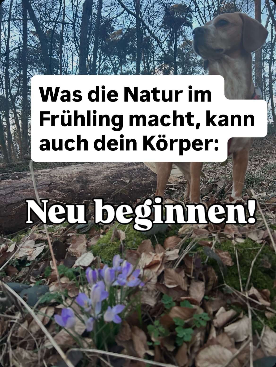 In der Selbstheilung orientieren wir uns an der Natur 🌷
Der Frühling ist auf dem besten Weg aber immer noch verhalten.
Der Körper baut neue Energie auf, damit sich Heilungsprozesse aktivieren können.❤️🩹
Das kann sich für den ein oder anderen etwas ermüdend anfühlen!
Das ist völlig normal, für diese Zeit!☀️
Die Pflanzen werfen alte Blätter oder abgestorbene Teile ab, damit wieder neues wachsen kann.
Für uns heißt das ebenfalls, loslassen von alten Belastungen, Gewohnheiten oder emotionalen Themen.🎈
Versuche doch mal das Erste, das dir jetzt bewusst in den Sinn kommt: loszulassen 🎈 mit folgender Übung:
🧡 Ankommen
Setze dich bequem hin, schließe kurz die Augen und richte deine Aufmerksamkeit auf deinen Atem.
🧡 Wahrnehmen
Frage dich innerlich:
Was trage ich gerade noch mit mir herum?
Ein Gedanke, ein Gefühl, eine Situation – ohne zu bewerten.
🧡 Bewusst werden
Gib dem innerlich einen Namen, z. B.:
„Anspannung“, „Sorge“, „Druck“.
Allein das Benennen hilft dem Nervensystem, Abstand zu gewinnen.
🧡 Loslassen über den Atem
Atme langsam durch die Nase ein.
Beim Ausatmen stell dir vor, wie du die Anspannung Stück für Stück abgibst.
Du kannst innerlich sagen:
„Mit jedem Ausatmen lasse ich etwas mehr los.“
Wiederhole das für 5–10 Atemzüge.
🧡 Neues schaffen
Nach einigen Atemzügen frage dich:
🙌🏼Was würde ich stattdessen gerne fühlen?
☀️Zum Beispiel Ruhe, Vertrauen oder Leichtigkeit.
❤️🩹Lass dieses Gefühl beim nächsten Einatmen bewusst entstehen.
#müde #chronischkrank #ms #selbstheilung #multiplesklerose