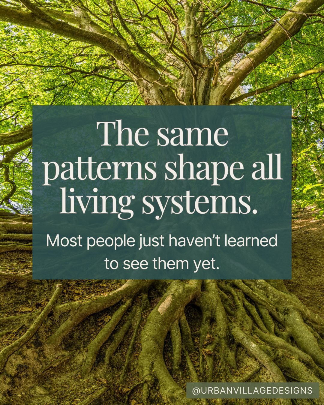 Some of the ideas in this post didn’t come from just books, degrees and certification programs— they came from real lived experience.
Years of working closely with landscapes started revealing patterns in how living systems grow and change.
Water finds pathways. Plants form relationships. Diversity strengthens resilience.
But interestingly, we noticed similar patterns as we were running our landscaping business with a team of up to ten staff members.
As time progressed, increased effort went into systems development for our team.
Communication flows. Evolving roles. Responding to challenges with policies and procedures to be trained and implemented.
Systems adapt when they’re healthy — and struggle when relationships break down.
As we progressed, it became hard to ignore that many of the same patterns run through all living systems — landscapes, communities, and organizations.
Learning to recognize those patterns has become central to how we approach design and consulting at Urban Village Designs. That’s exactly why we’re moving away from landscaping and towards greater focus on systems development.
Through pattern recognition and a deep understanding of living systems, we reveal what is already present and guide landscapes, communities, and organizations toward greater resilience.
#LivingSystems
#PermacultureDesign
#EcologicalDesign
#SystemsThinking
RegenerativeDesig