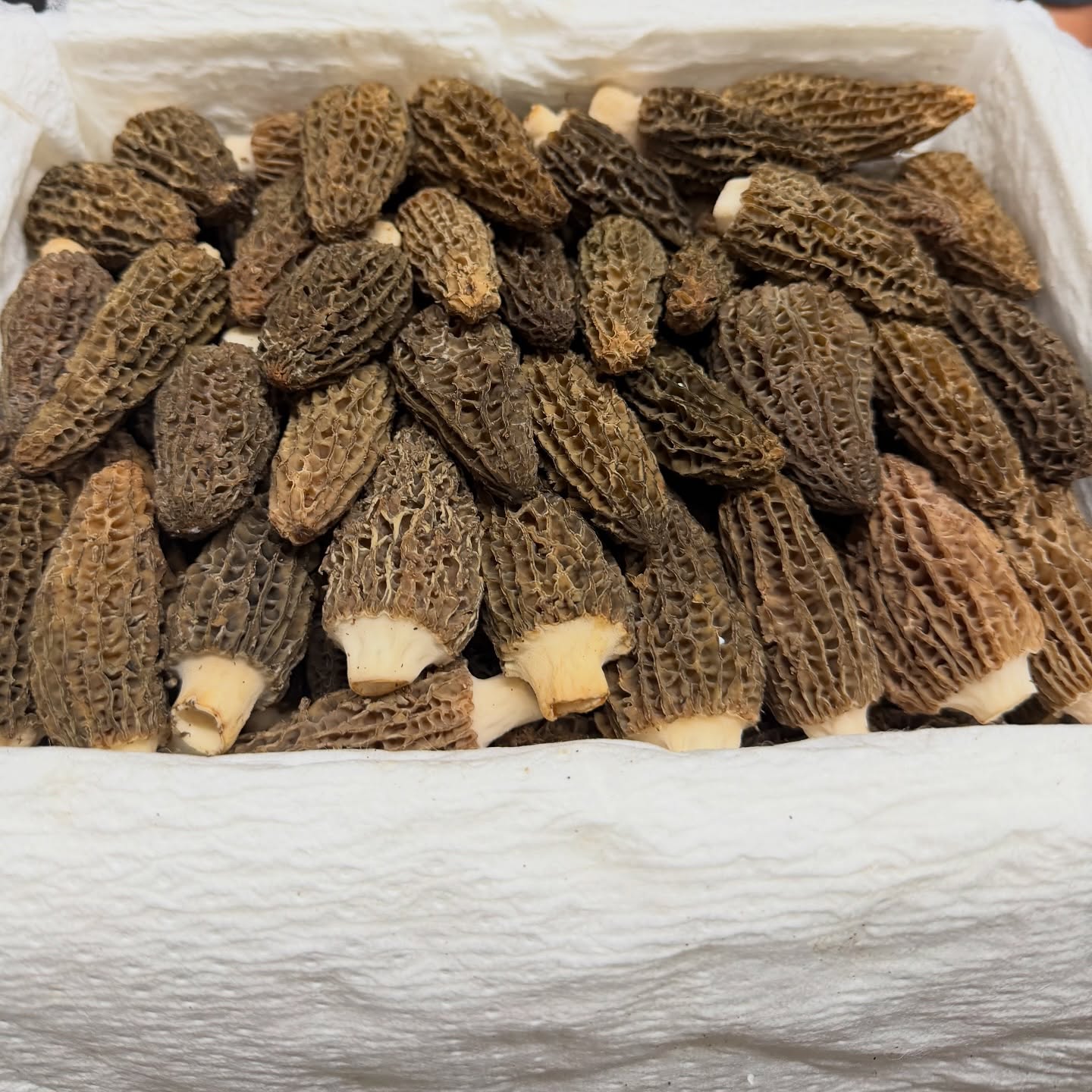 Fresh Morels !!!!!