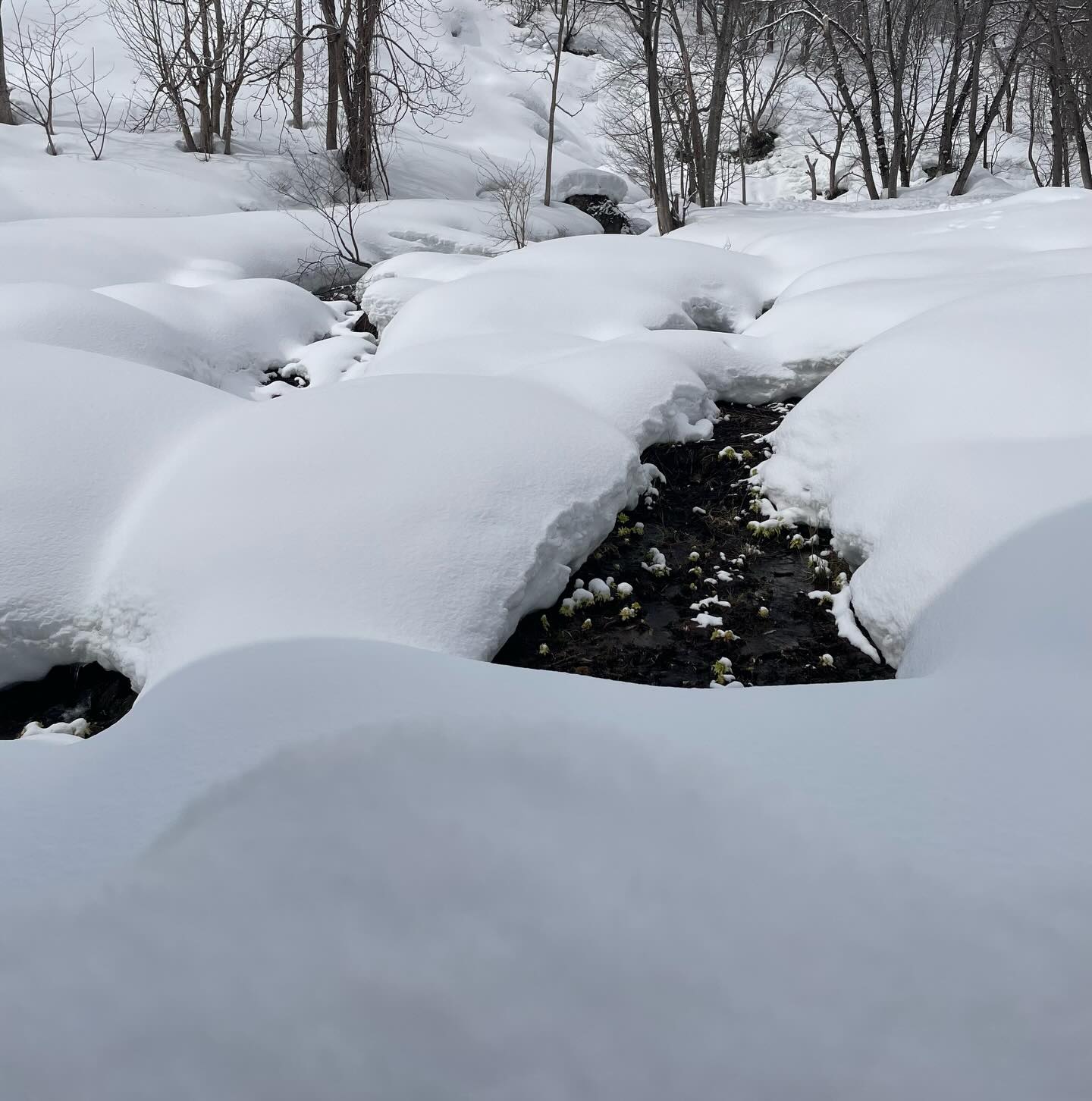 Looks like marshmallows ❄️