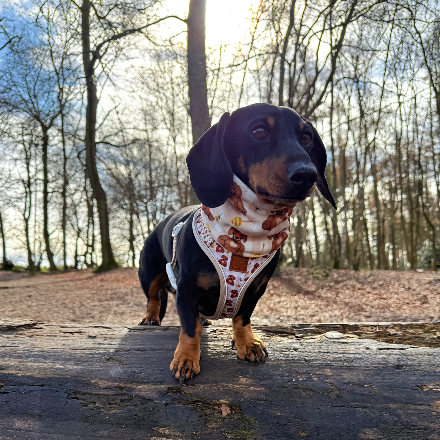 🍯🧸 The Honey Bear Collection launched at Crufts and is coming to our website very soon 🤎
Who else is ready for a little extra cuteness on their walks? 🐾
And swipe to the last photo… have you ever seen a longer little sausage? 😂🌭
#bearycute #sausagedogbox #longsausage #dachshundharness #dachsundlove