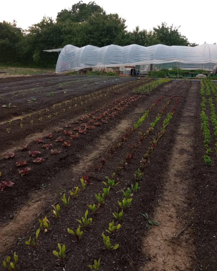 So sieht's im Moment aus im Wildraum 🌱 Tomaten, Paprika und Auberginen sind teilweise gepflanzt, Erdbeeren blühen, es wächst endlich ein bisschen schneller... Nach einem kalten Frühling riecht es jetzt nach Sommer☀️🙃🤩 Dank der super Hilfe unserer Freund*innen konnten wir weiter Kompost auf die Beete verteilen, und pflanzen nach und nach alles was in der Anzucht gewachsen ist🥳