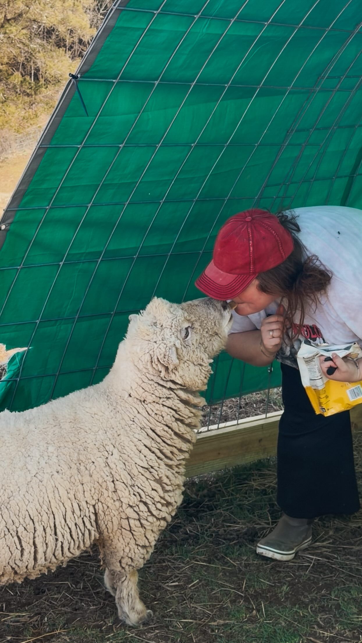I have several new faces here! Hi. 🤎✨🙂
Thanks for following along on this crazy wild ride on our family farm. It’s where we learn as we go and go with the flow. 🫶🏻
#farm #homestead #farmlife #momlife #sheep