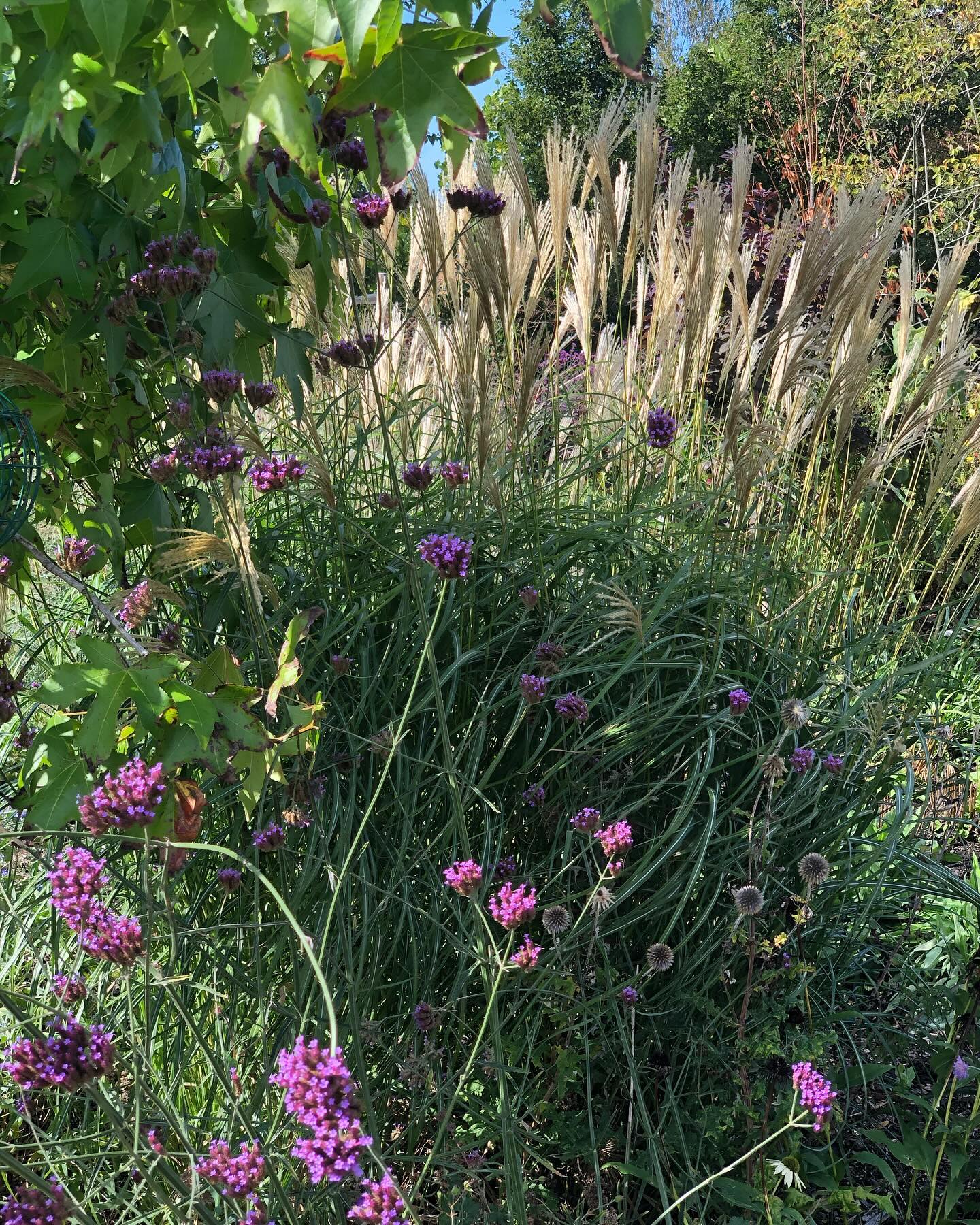 VASTE PLANTEN x SIERGRASSEN - de tweede laag
In jouw tuin zijn vaste planten en siergrassen een slimme keuze! Ze brengen niet alleen een flinke dosis beleving en dynamiek, kleur en geur, maar zijn ook praktisch en gemakkelijk te onderhouden.
Met een scala aan kleuren, texturen en hoogtes kunnen ze elke buitenruimte transformeren in een levendig tuin dat elk seizoen weer bloeit. En het beste van alles? Ze komen jaar na jaar terug, waardoor ze een duurzame en kosteneffectieve keuze zijn voor elke tuinier.
💡Wees slim en ga voor de juiste vaste planten en grassen voor jouw tuin.
✅ afwisselende bloeiperiodes
✅ winterbeeld: wintergroene grassen gecombineerd met vaste planten die indrogen in het najaar.
✅ grassen en vaste planten met verschillende hoogtes
✅ rekening houden met bodem en standplaats: zonnig, schaduw.
✅ grassen dienen in de winter als herberg voor klein bodemleven en nuttige insecten, ze overwinteren aan de basis van de pol of tussen het loof; waar ze gelijk helpen met het afbreken van het loof: een composterende werking dus wat de bodem gelijk voedt
✅ makkelijk in onderhoud: knip aan het begin van het groeiseizoen terug en laat weer opkomen en indrogen naar de herfst toe
✅ lokken van bestuivers voor goede opbrengst van je fruit en eetbare planten: hoe meer KRUISBESTUIVING hoe beter 🌸🐝
Het is de nationale @weekvandegroenetuin ! Wil jij aan de slag met je tuin 👉👉 Ons adviesteam staat klaar 💚🫶
#tuintipsmaart #tuintipsapril #tuinadvies #tuinieren #vasteplanten #perennials #grasses #grassentuin #siergrassen #vasteplanten #biodiversetuin #eetbaretuin #wavetuin #plantadvies #tuinplanten #siergras #vasteplanten @weekvandegroenetuin
