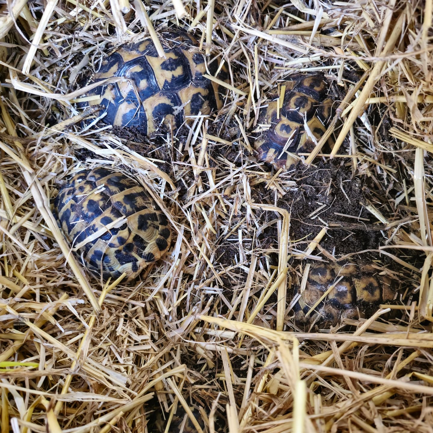 Hey everyone! Hope you all had a fantastic Christmas break. We've been super busy shipping out orders lately - hence lack of social media activity – thanks for all the support! Here are a few pics, we have taken today of our Western Herman's Tortoise during their brumation.
#midlandtortoise #tortoise #Tortoise #tortoisekeeper #tortoiseofig #tortoiseofinstagram #tortstgram #tortoiselife #reptilesofinsta #reptilesofig #repstagram #pets #reptile #schildkröte #hermanni #hermannihermanni #hibernation #sleep #brumation #pets #shelled