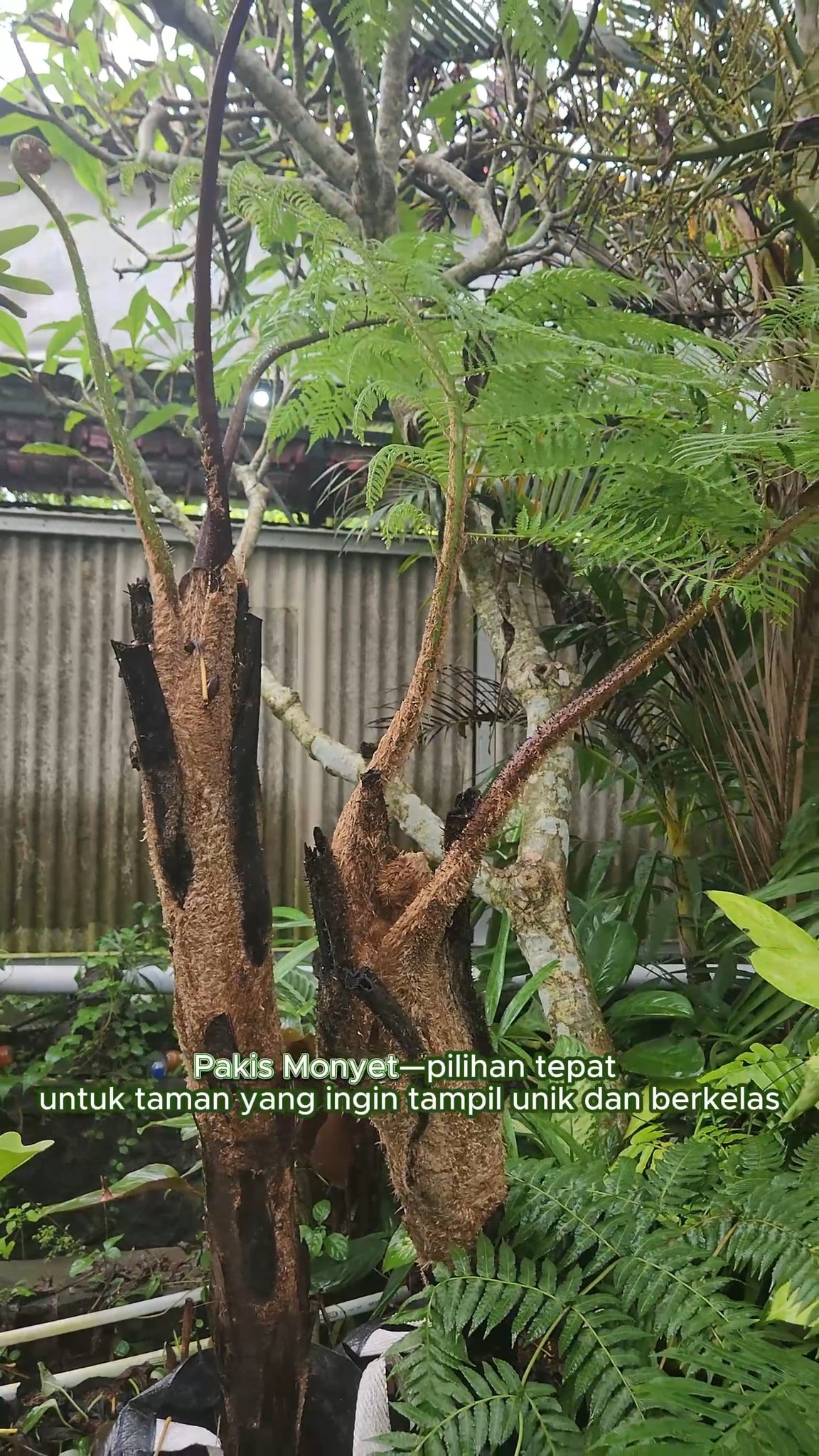 🌿 Pakis Monyet🌿
Tanaman pakis eksotis dengan batang berbulu unik yang menyerupai bulu monyet. Tampilannya yang dramatis menjadikannya pilihan ideal sebagai focal point taman tropis, taman teduh, maupun landscape bernuansa alami. Selain indah, Pakis Monyet juga dikenal kuat dan berkarakter.
🌱 Cocok untuk area teduh & lembap
🏡 Ideal untuk taman tropis dan koleksi tanaman unik
Hubungi kami untuk info stok dan pemesanan hanya di Indo Tropical Plant
#pakismonyet #cibotiumbarometz #pakiseksotis #tanamantropis #tanamantaman #tanamanhias #tropicalgarden #ornamentalplants #indotropicalplant