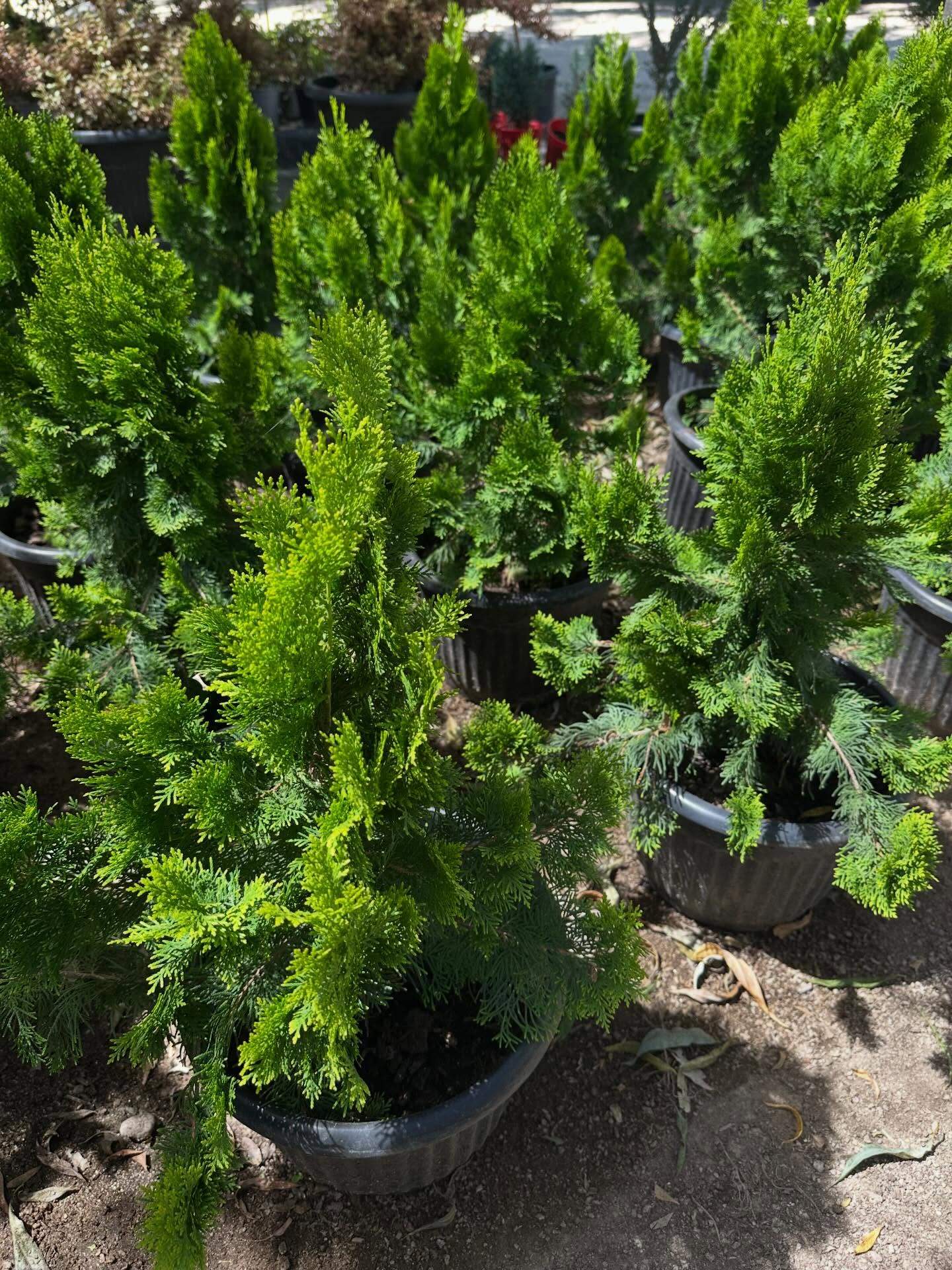 Pino thuja 🌲